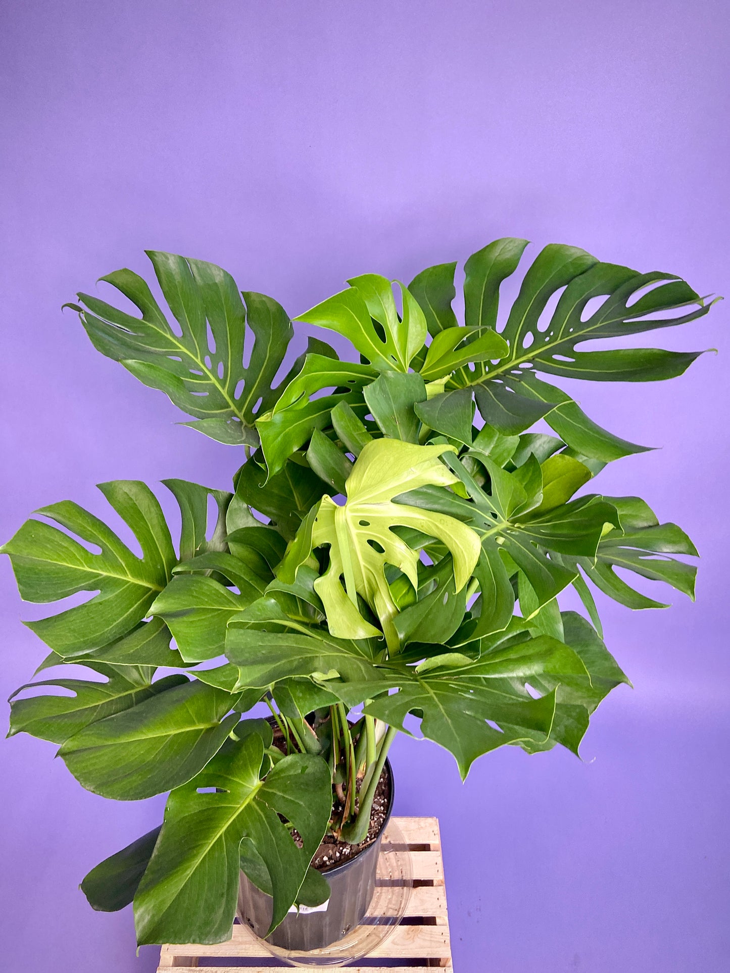 Monstera Deliciosa - 10"