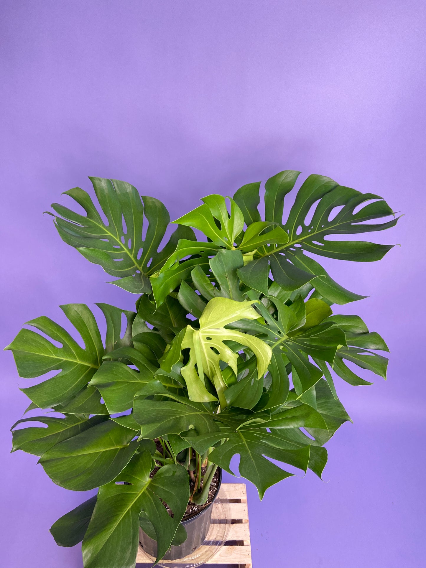 Monstera Deliciosa - 10"