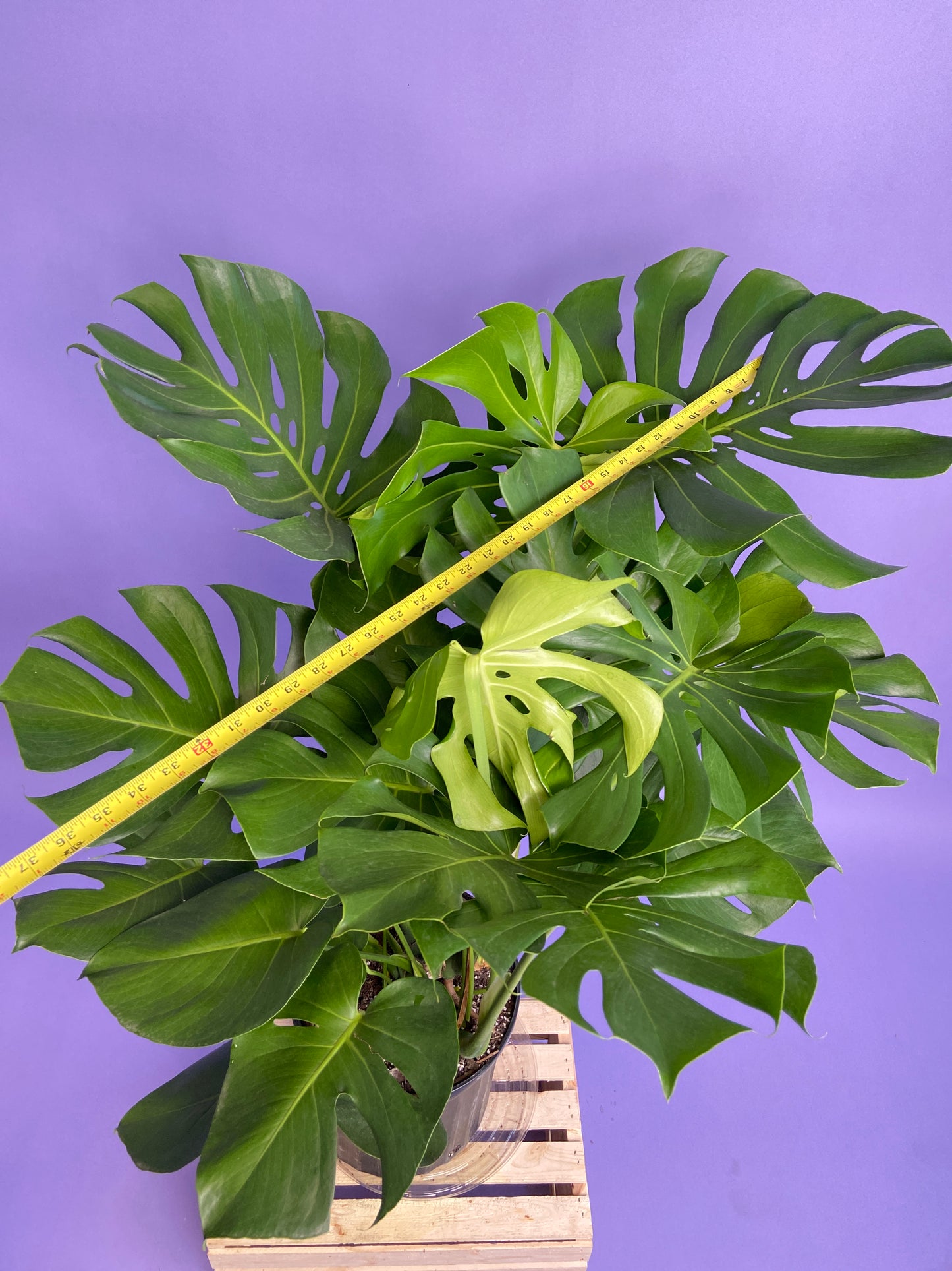 Monstera Deliciosa - 10"