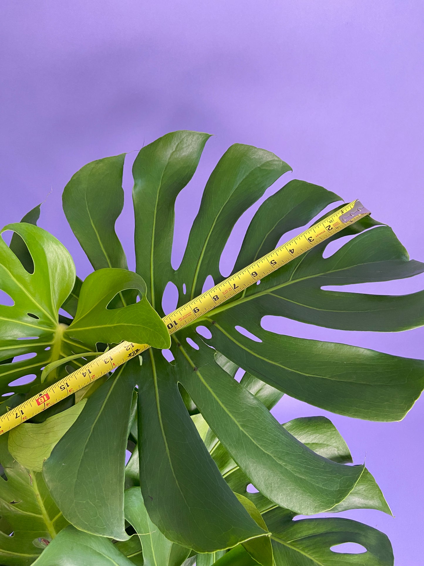 Monstera Deliciosa - 10"