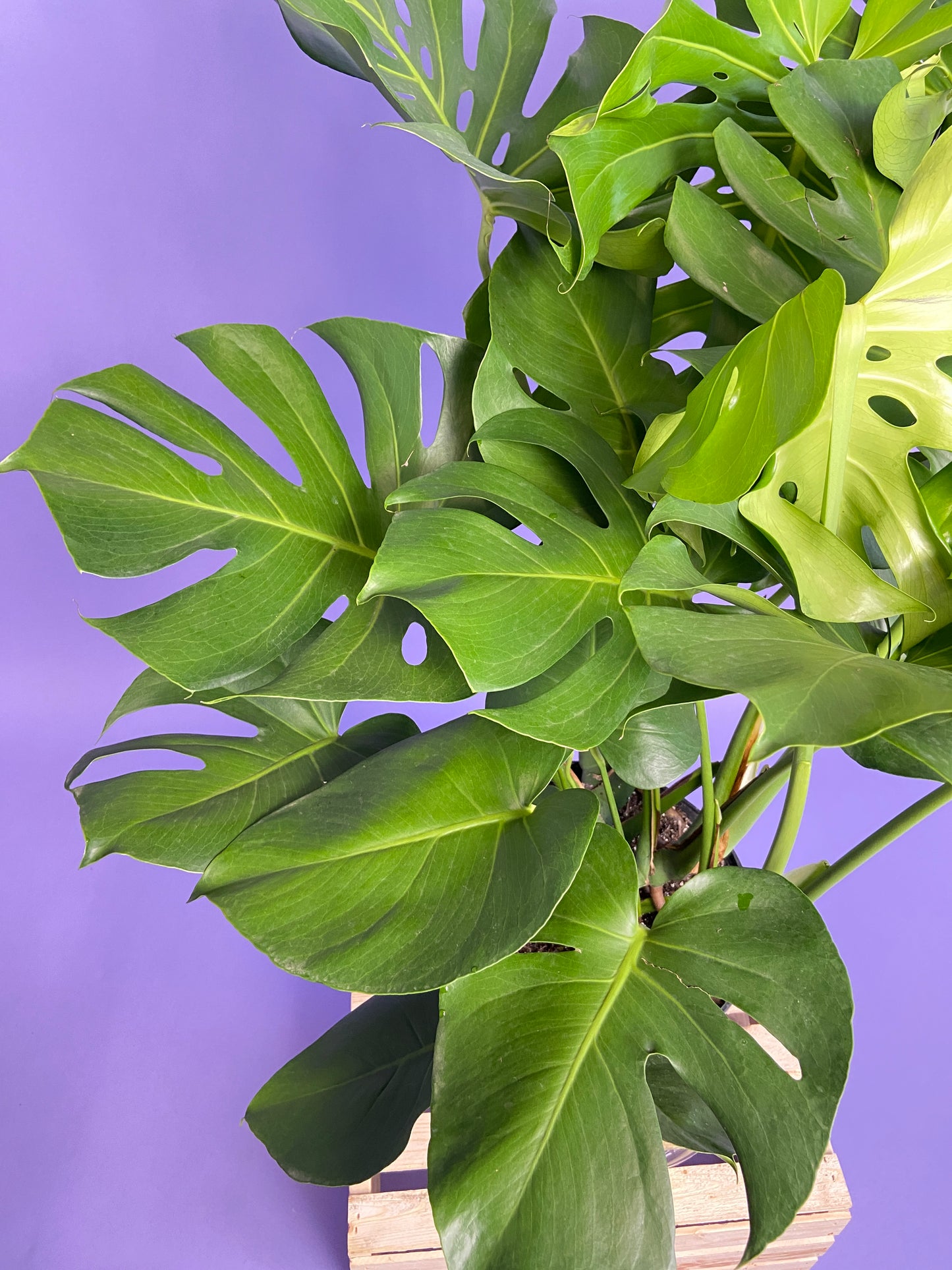Monstera Deliciosa - 10"