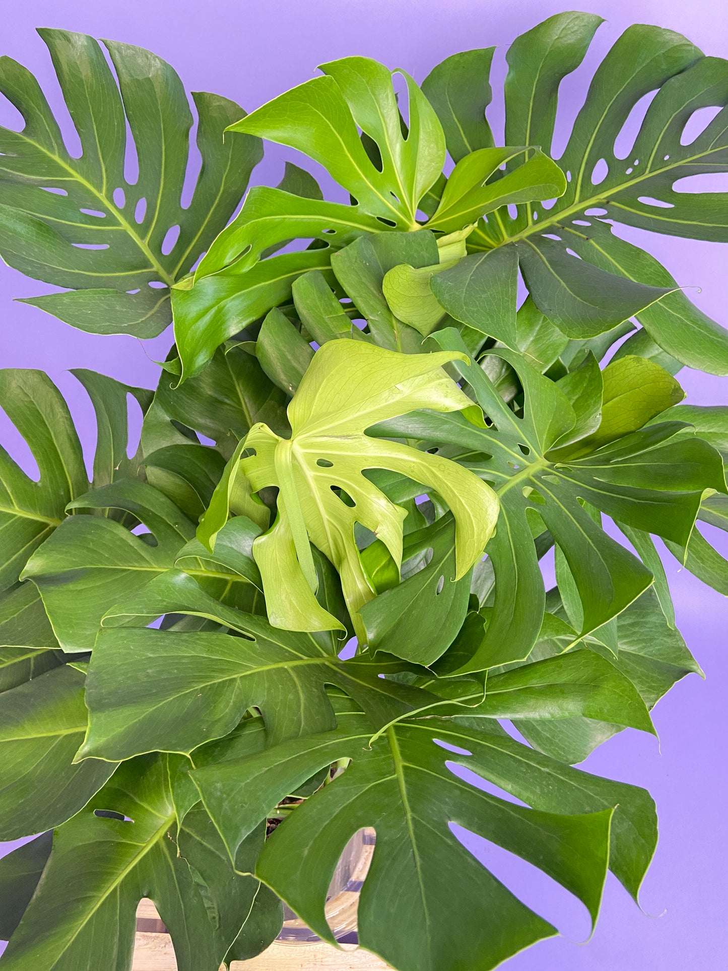 Monstera Deliciosa - 10"