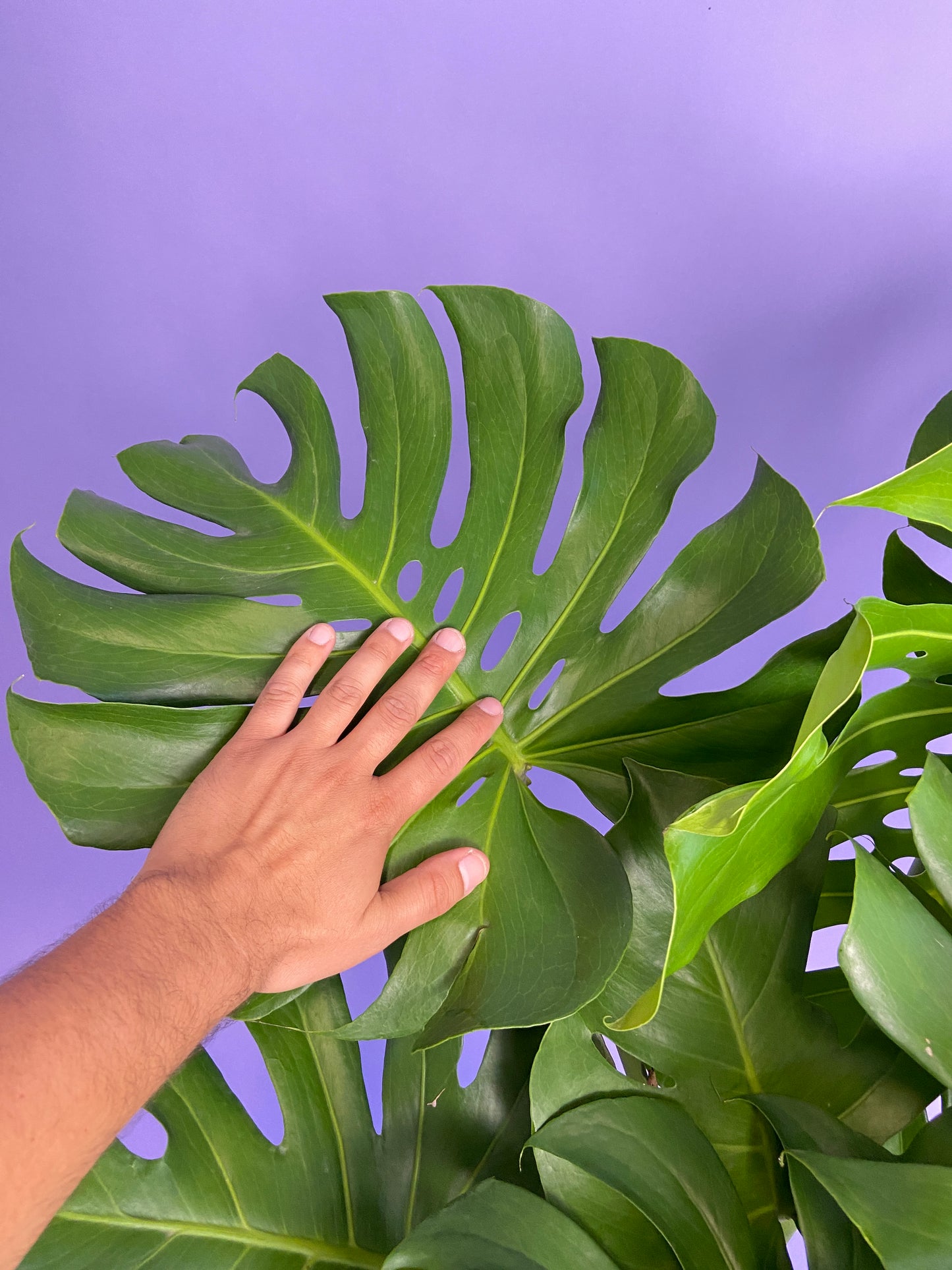 Monstera Deliciosa - 10"