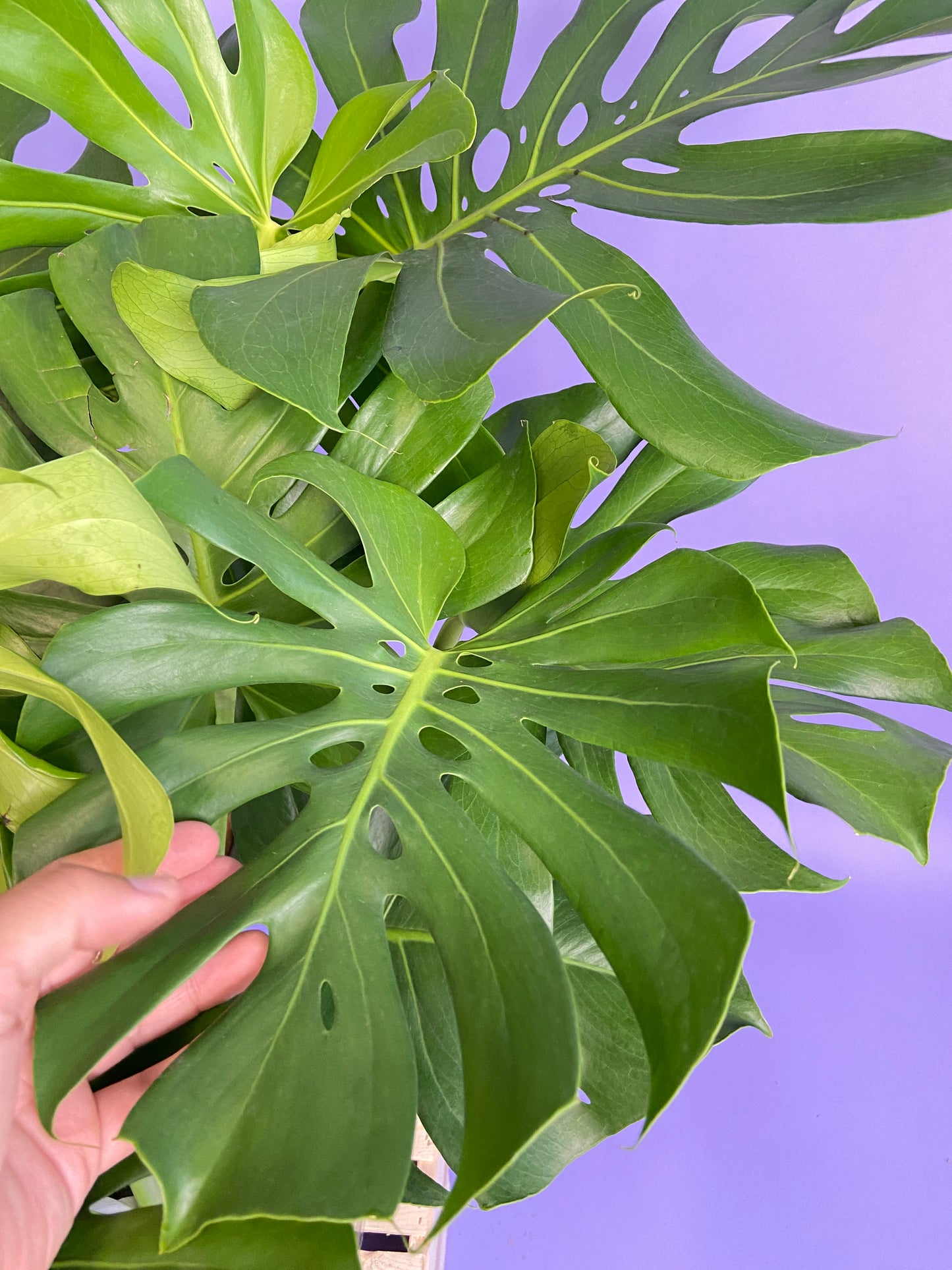 Monstera Deliciosa - 10"