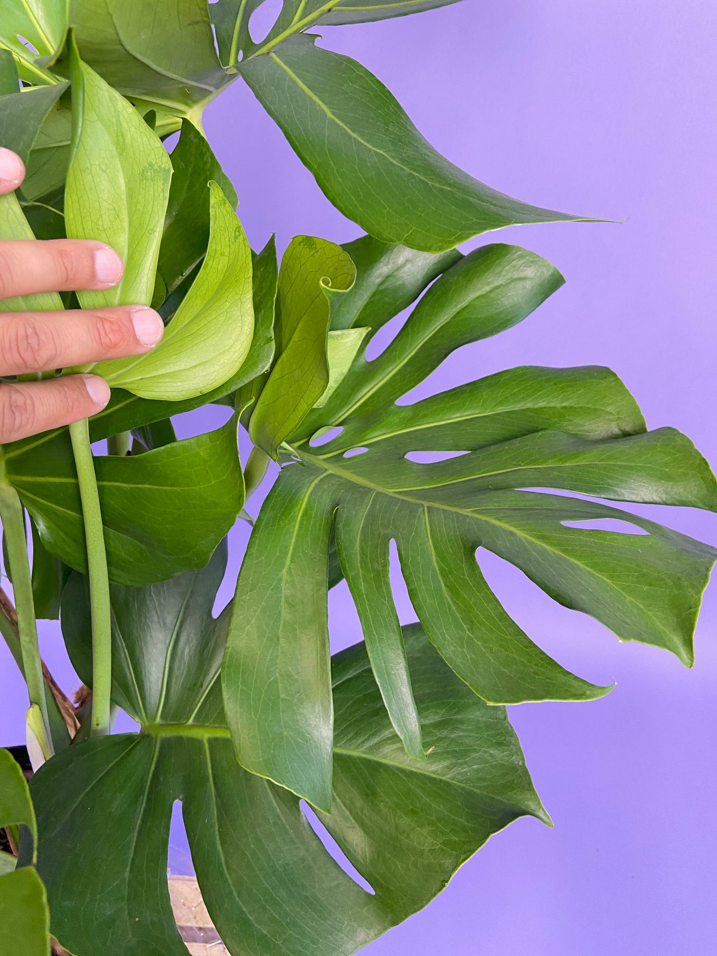 Monstera Deliciosa - 10"