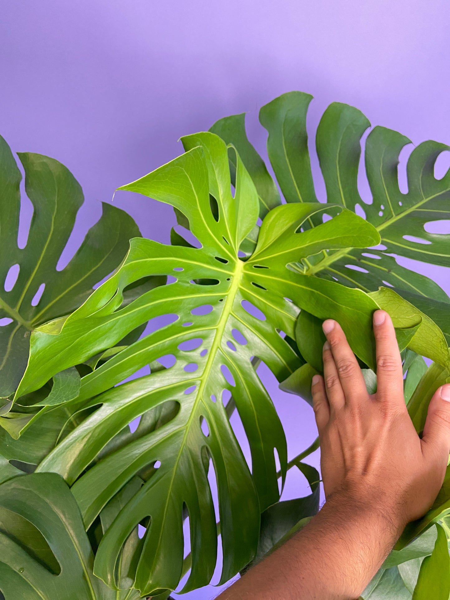 Monstera Deliciosa - 10"
