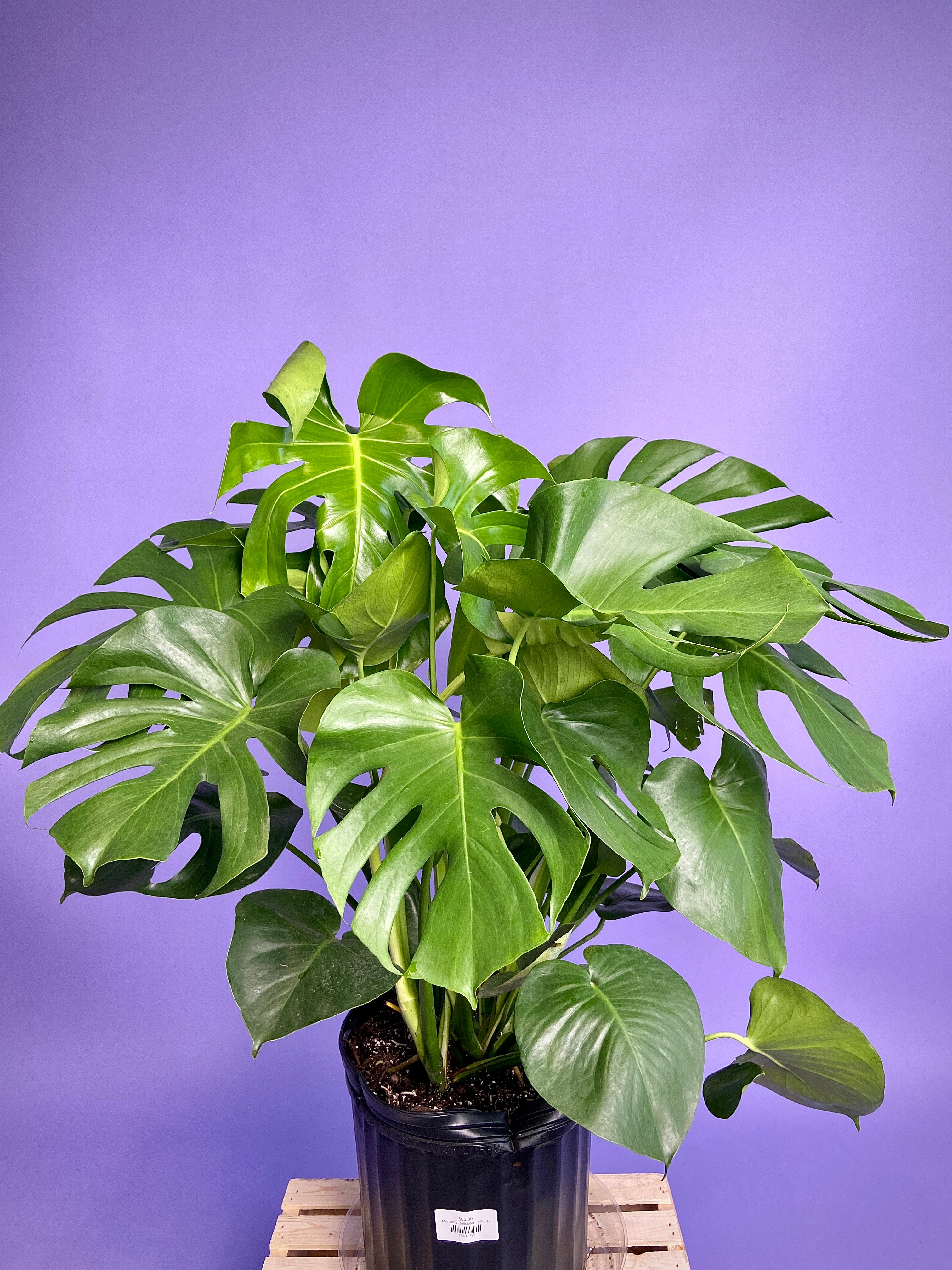 10 monstera Big Plants Chicago