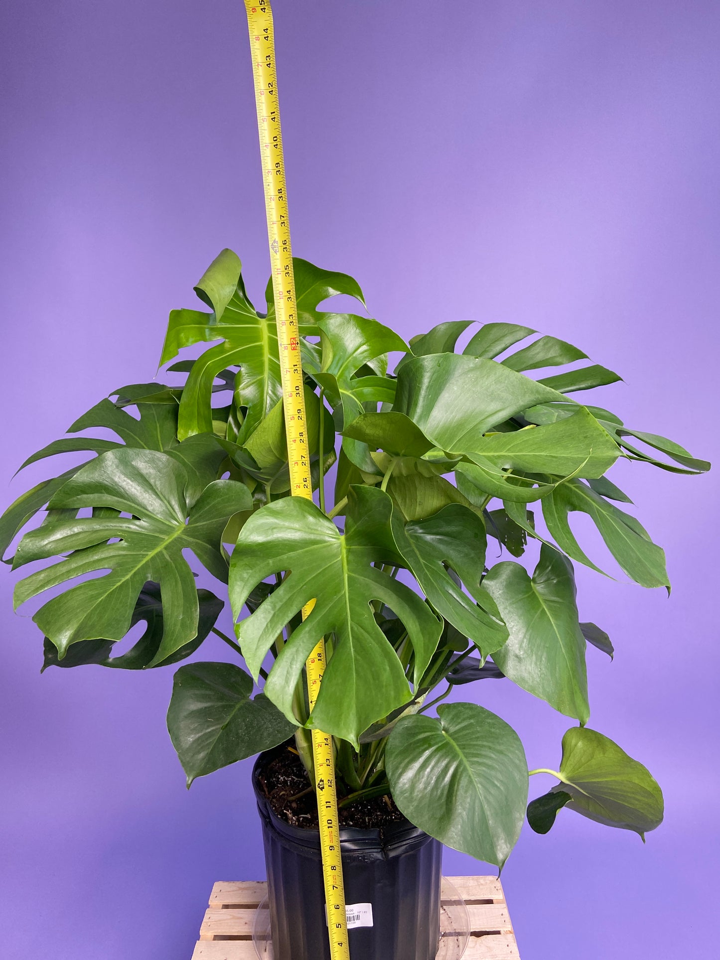 Monstera Deliciosa - 10"