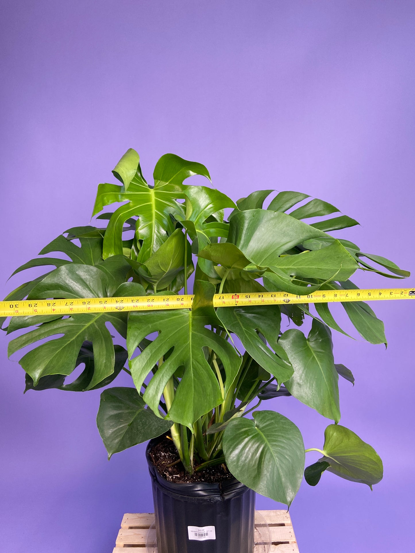 Monstera Deliciosa - 10"