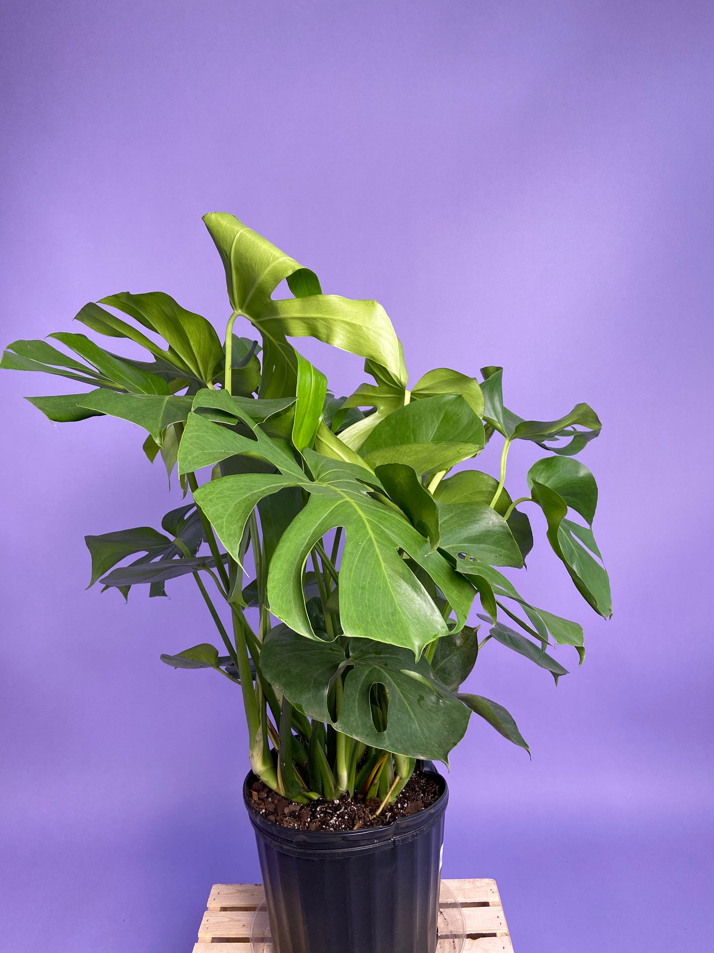 Monstera Deliciosa - 10"