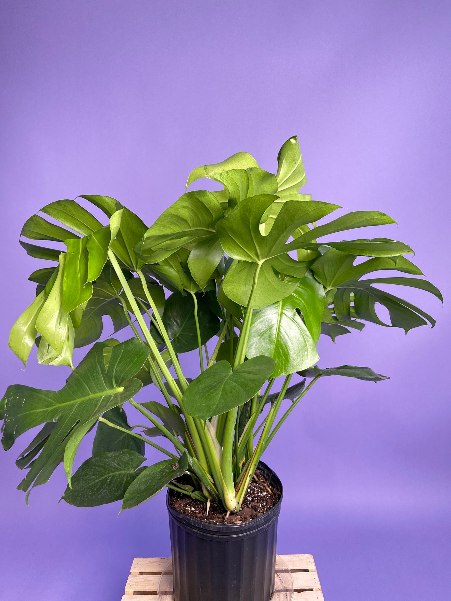 Monstera Deliciosa - 10"