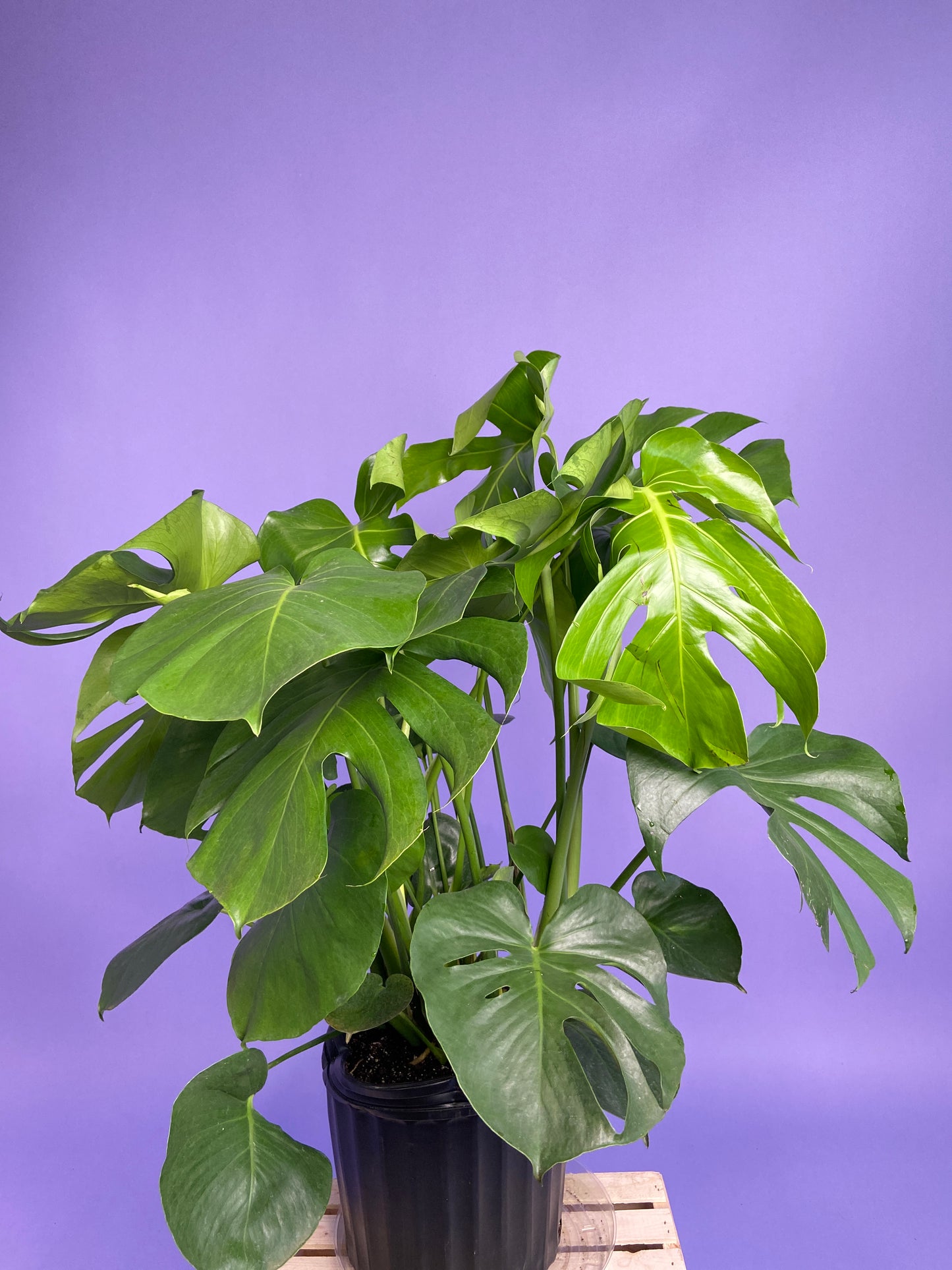 Monstera Deliciosa - 10"