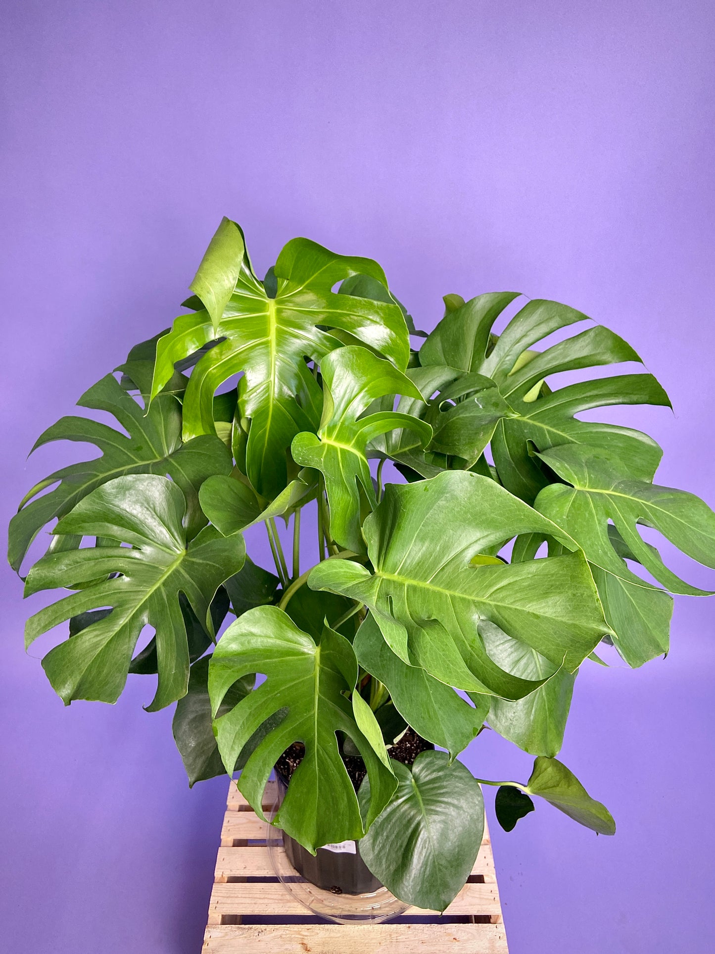 Monstera Deliciosa - 10"