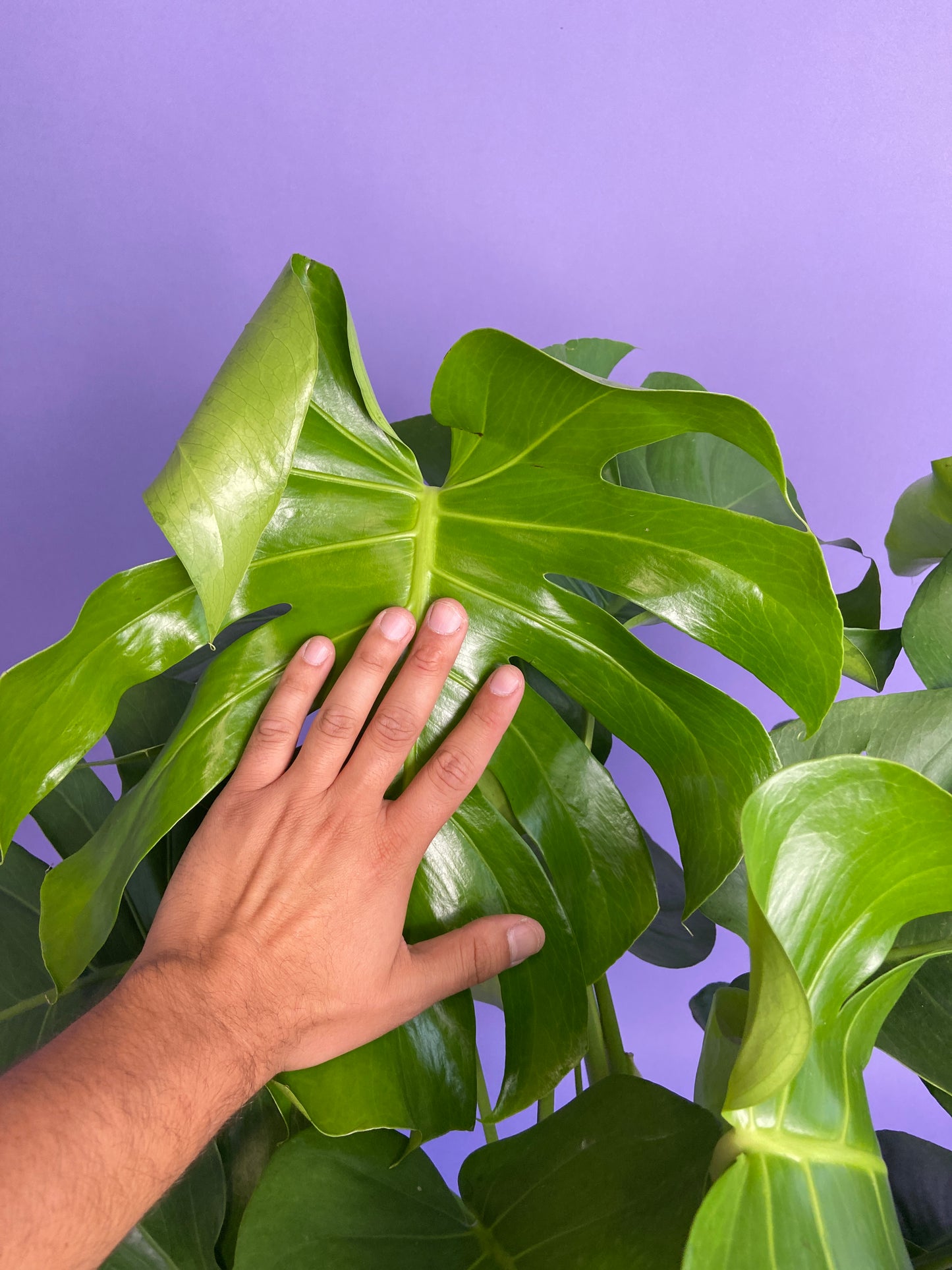 Monstera Deliciosa - 10"