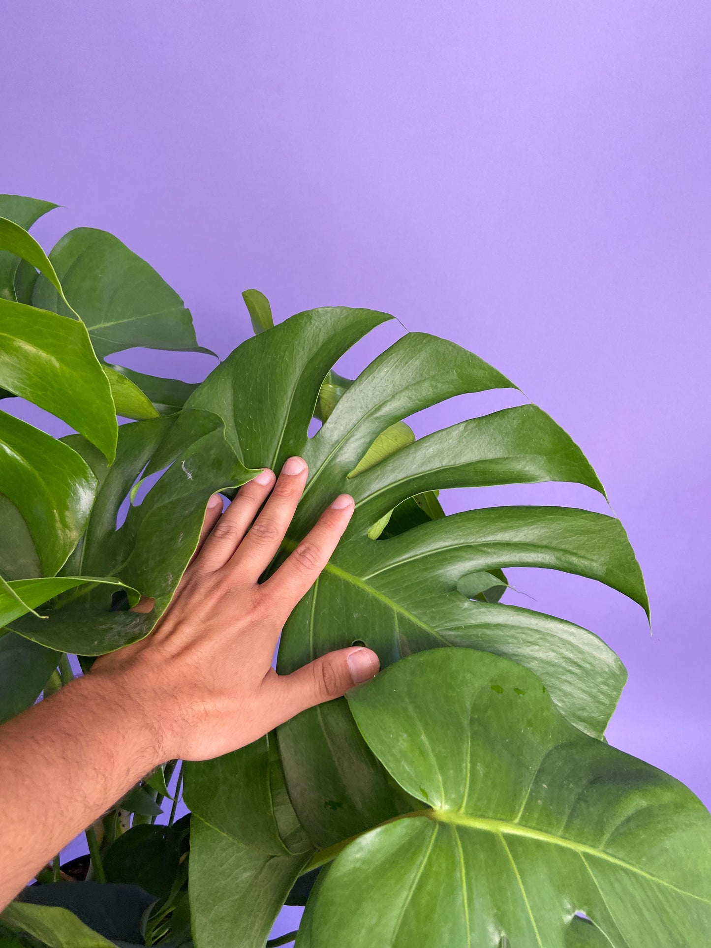Monstera Deliciosa - 10"