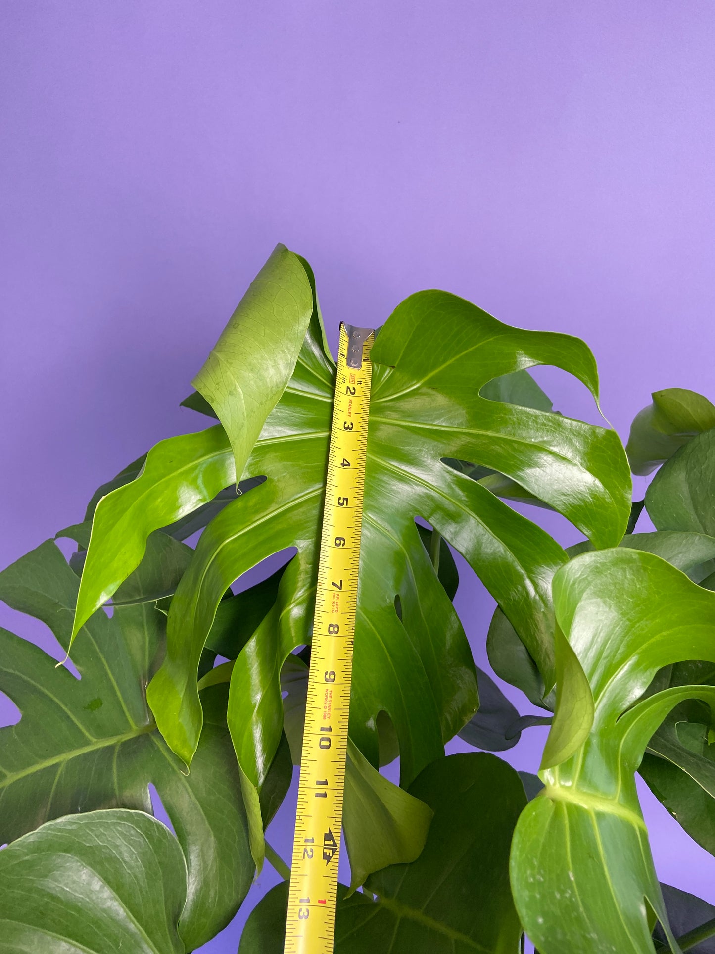 Monstera Deliciosa - 10"