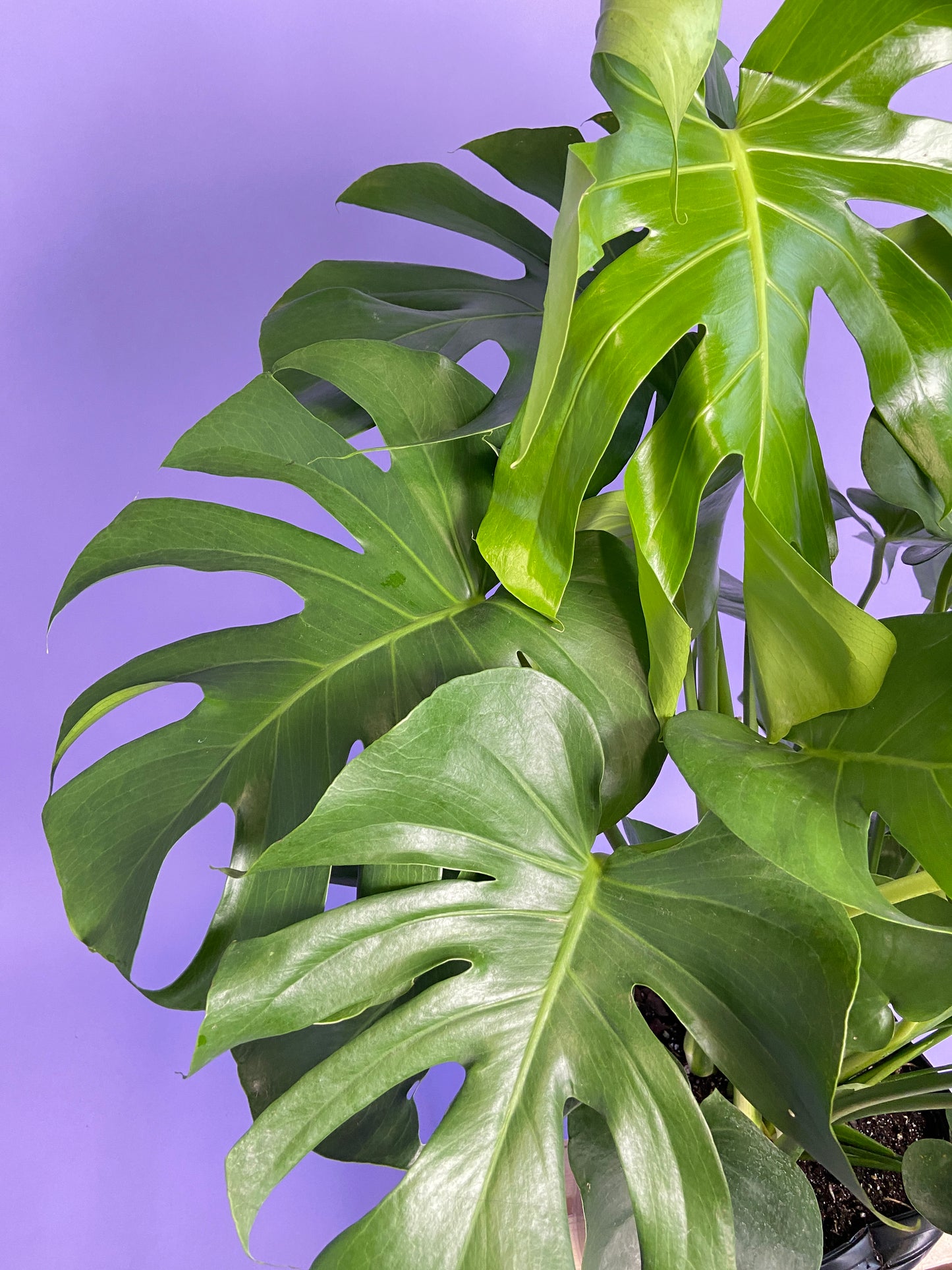 Monstera Deliciosa - 10"