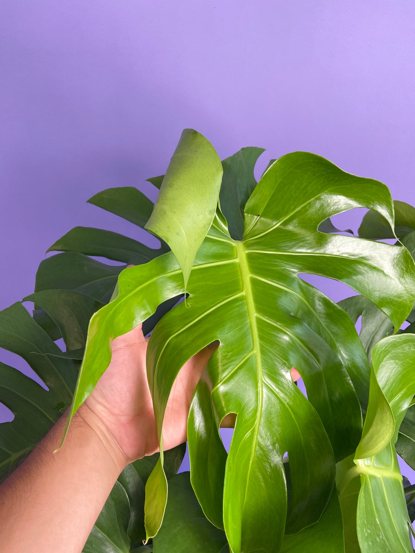 Monstera Deliciosa - 10"