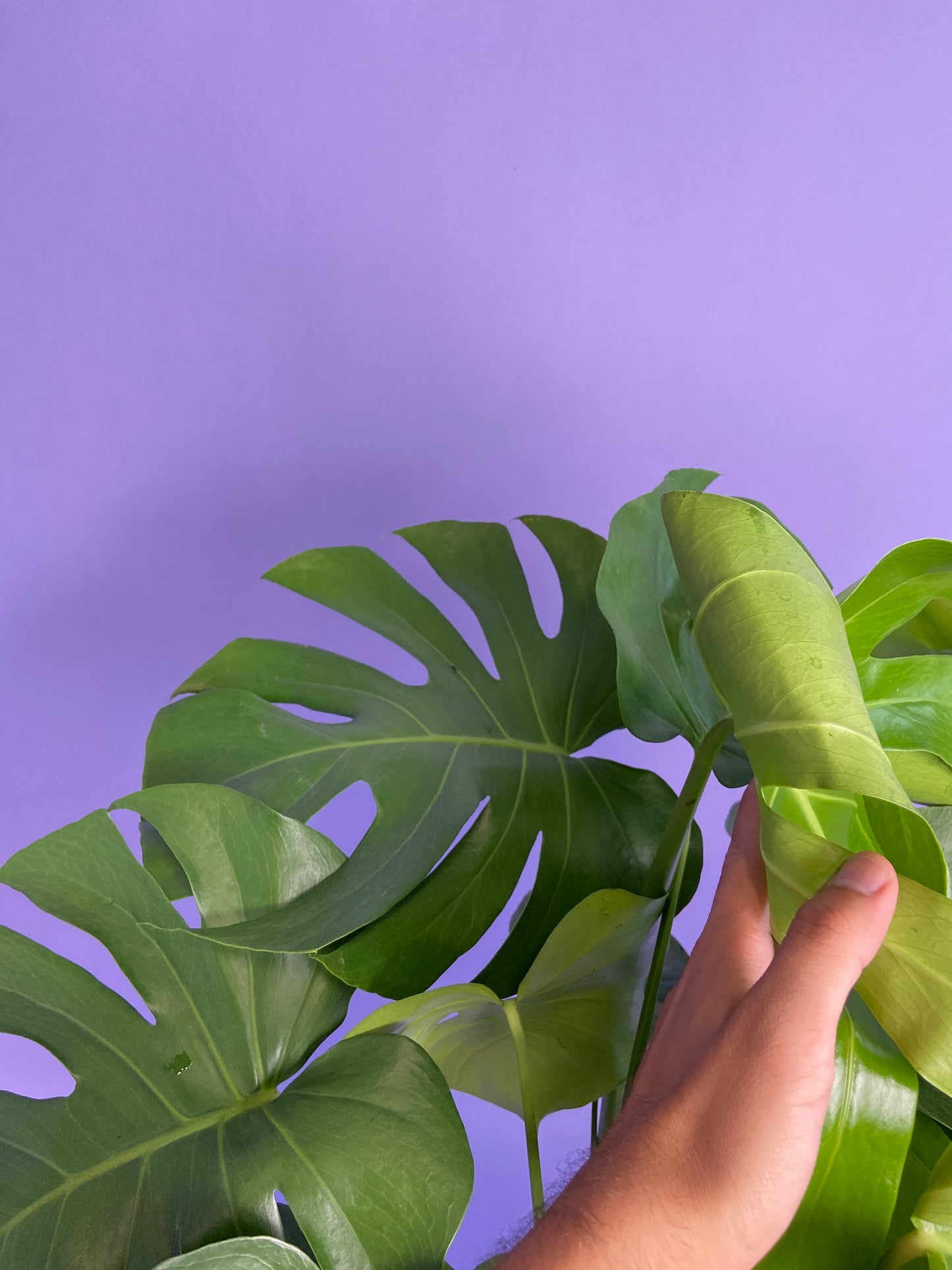 Monstera Deliciosa - 10"
