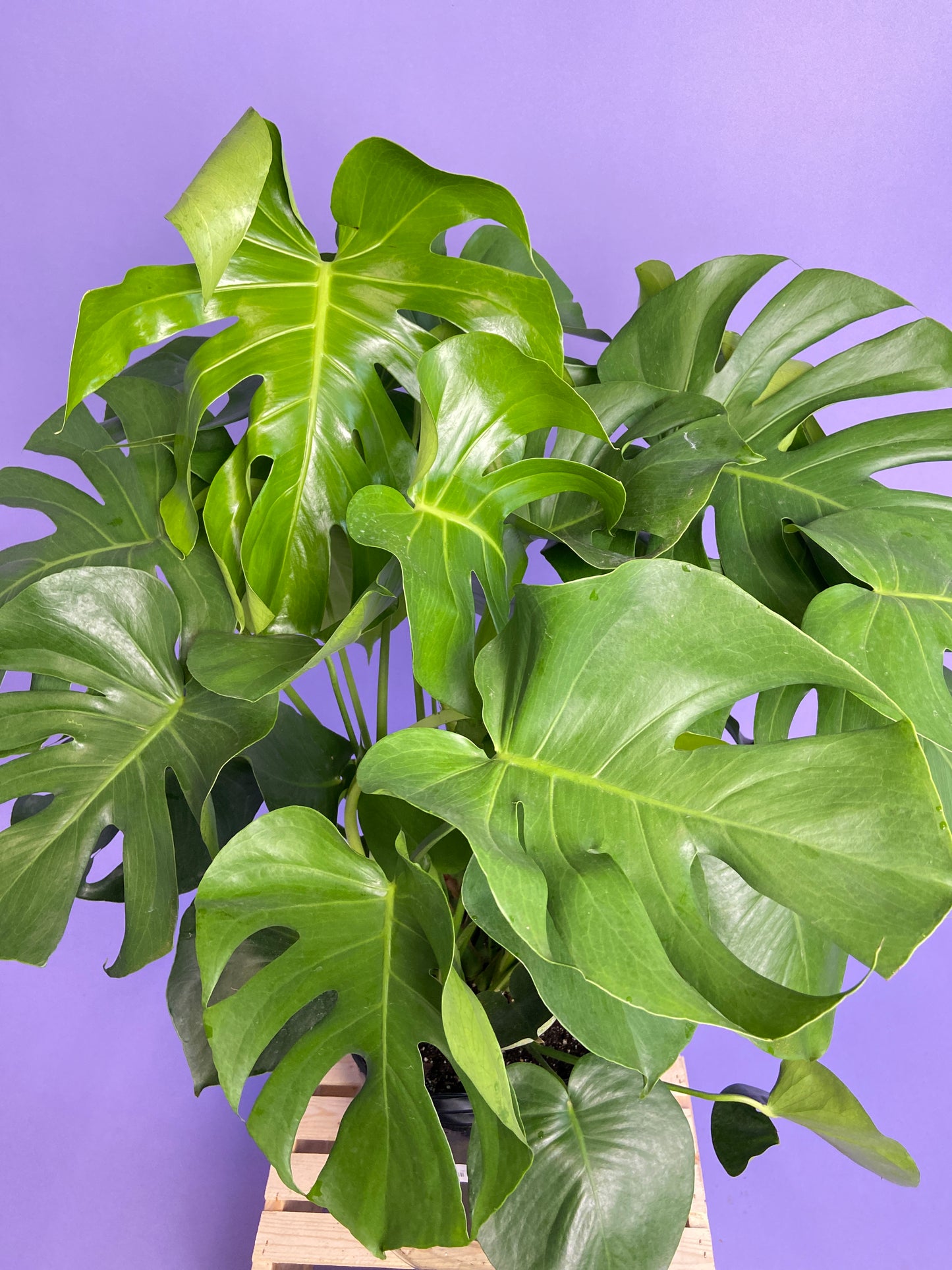 Monstera Deliciosa - 10"