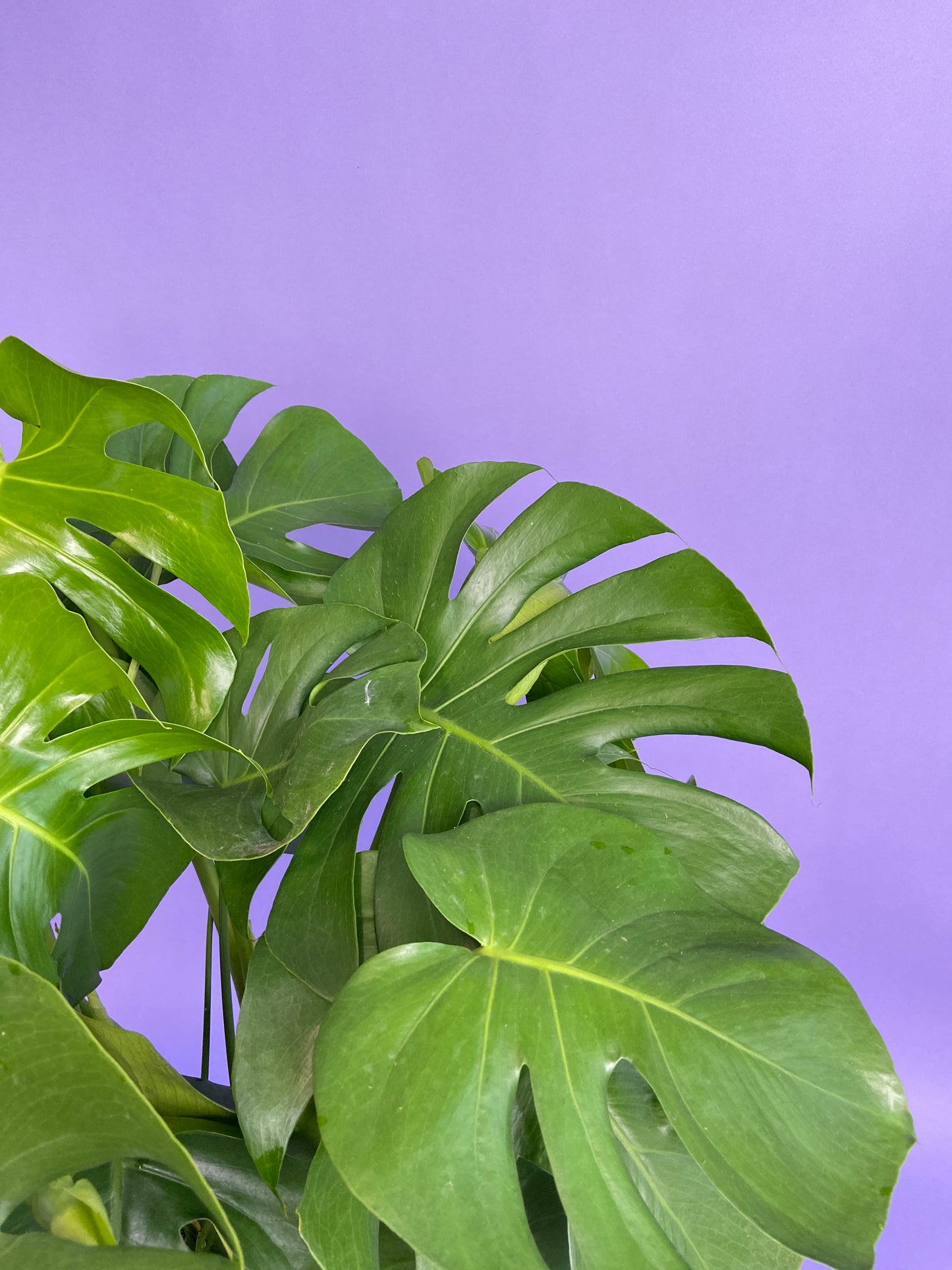 Monstera Deliciosa - 10"