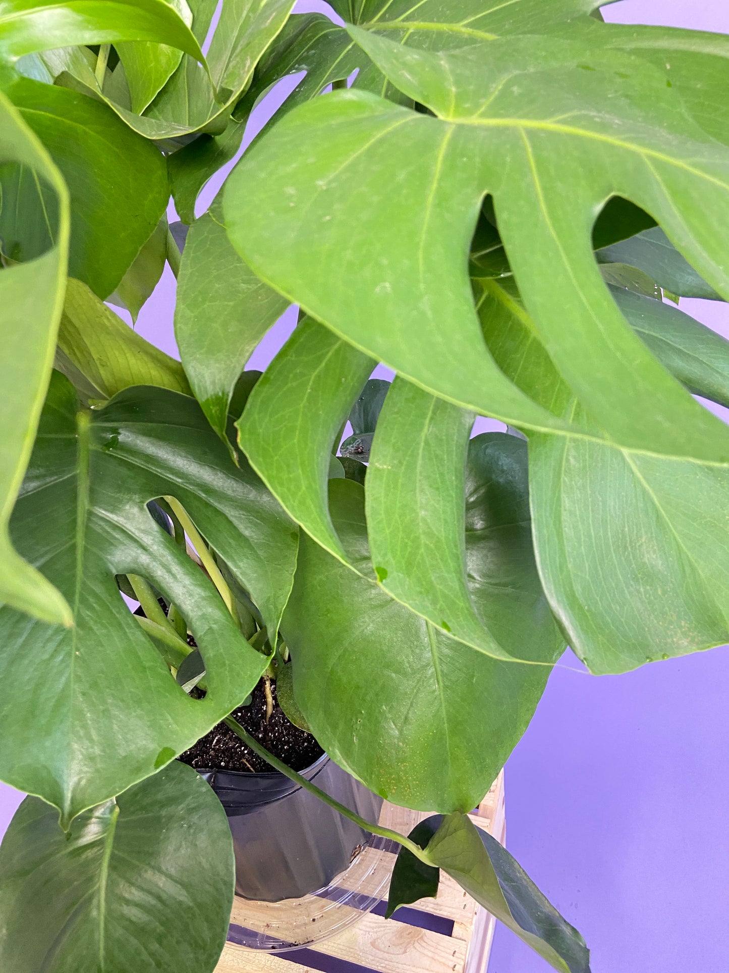 Monstera Deliciosa - 10"