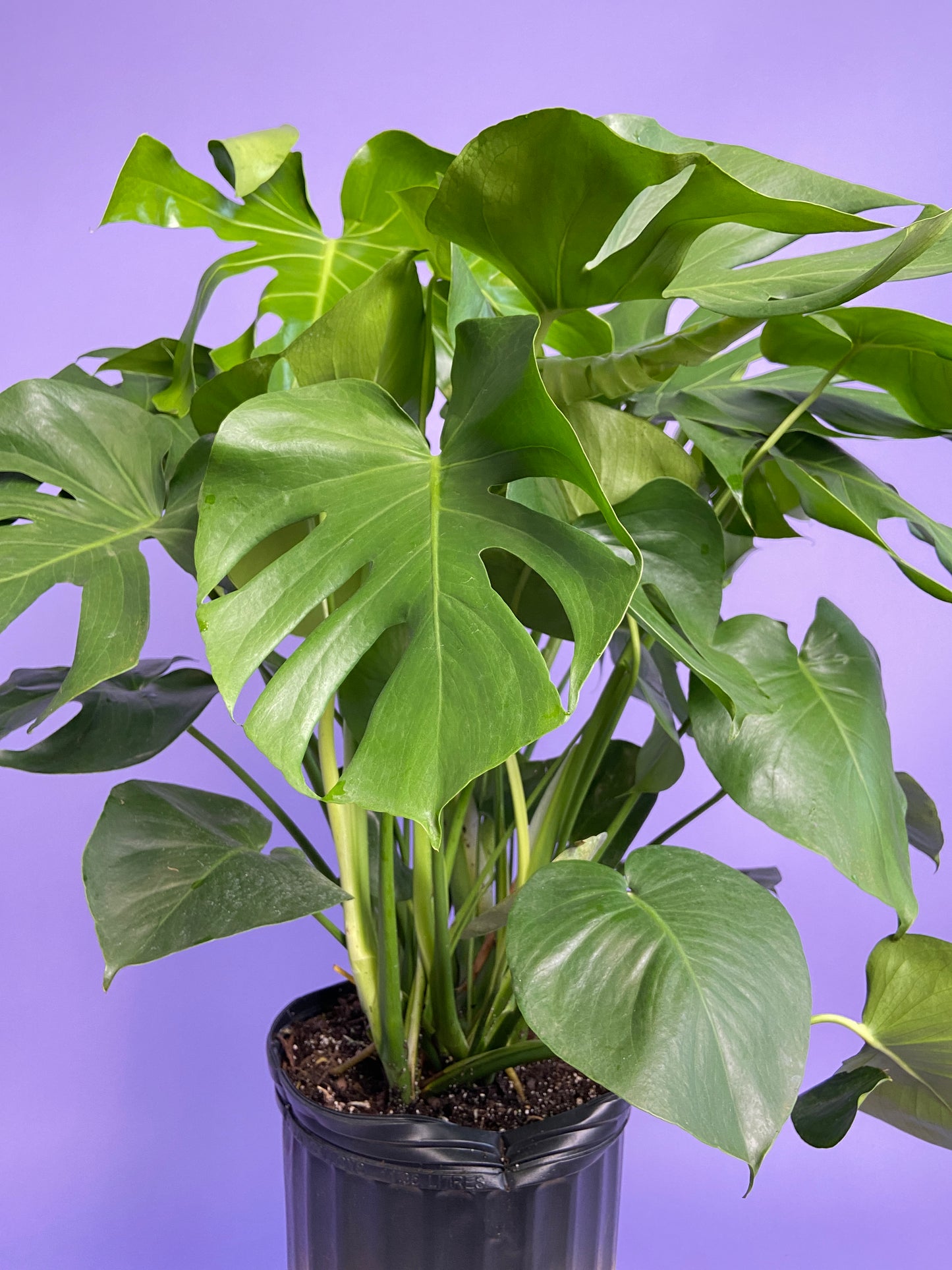 Monstera Deliciosa - 10"