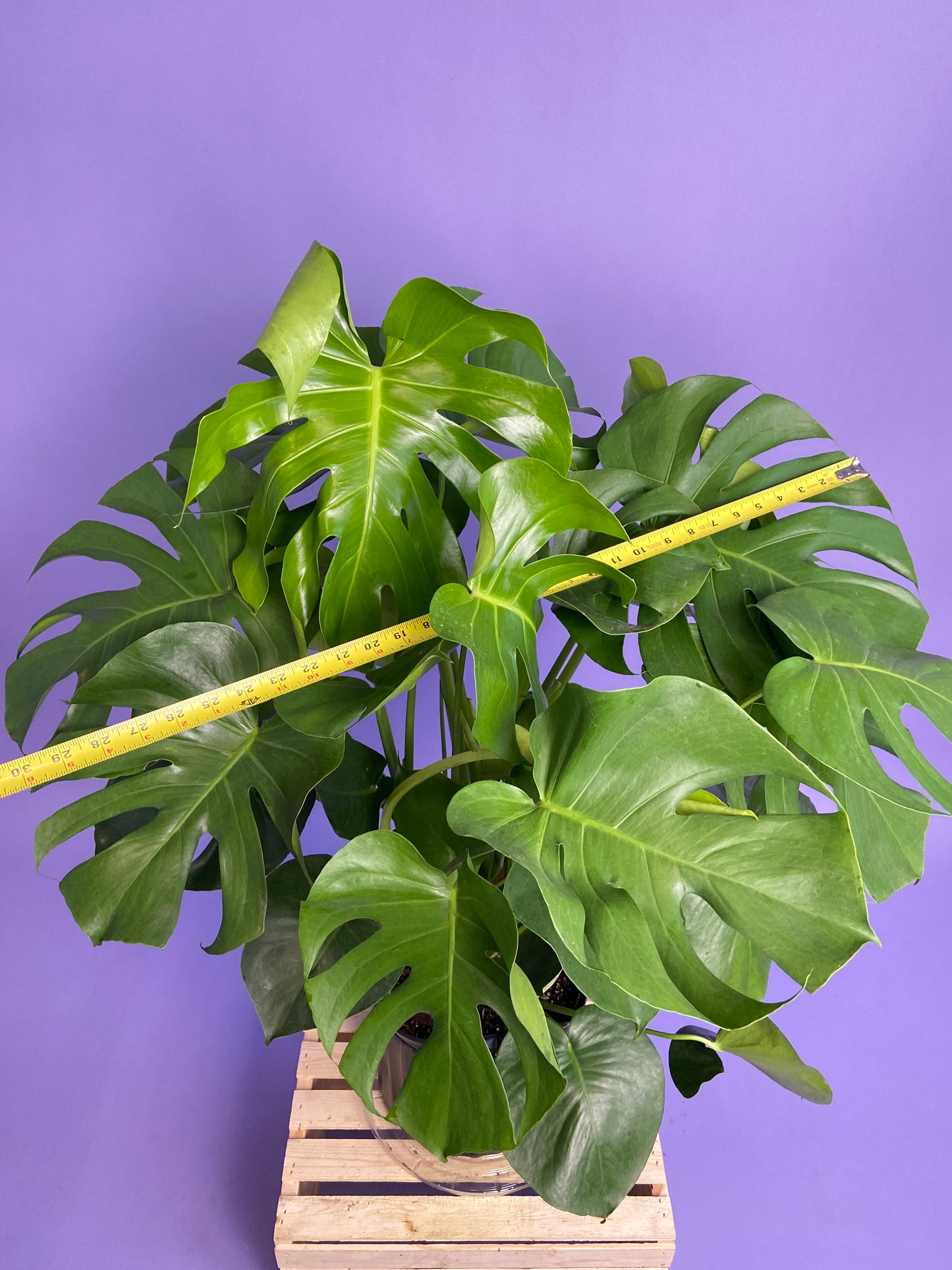 Monstera Deliciosa - 10"