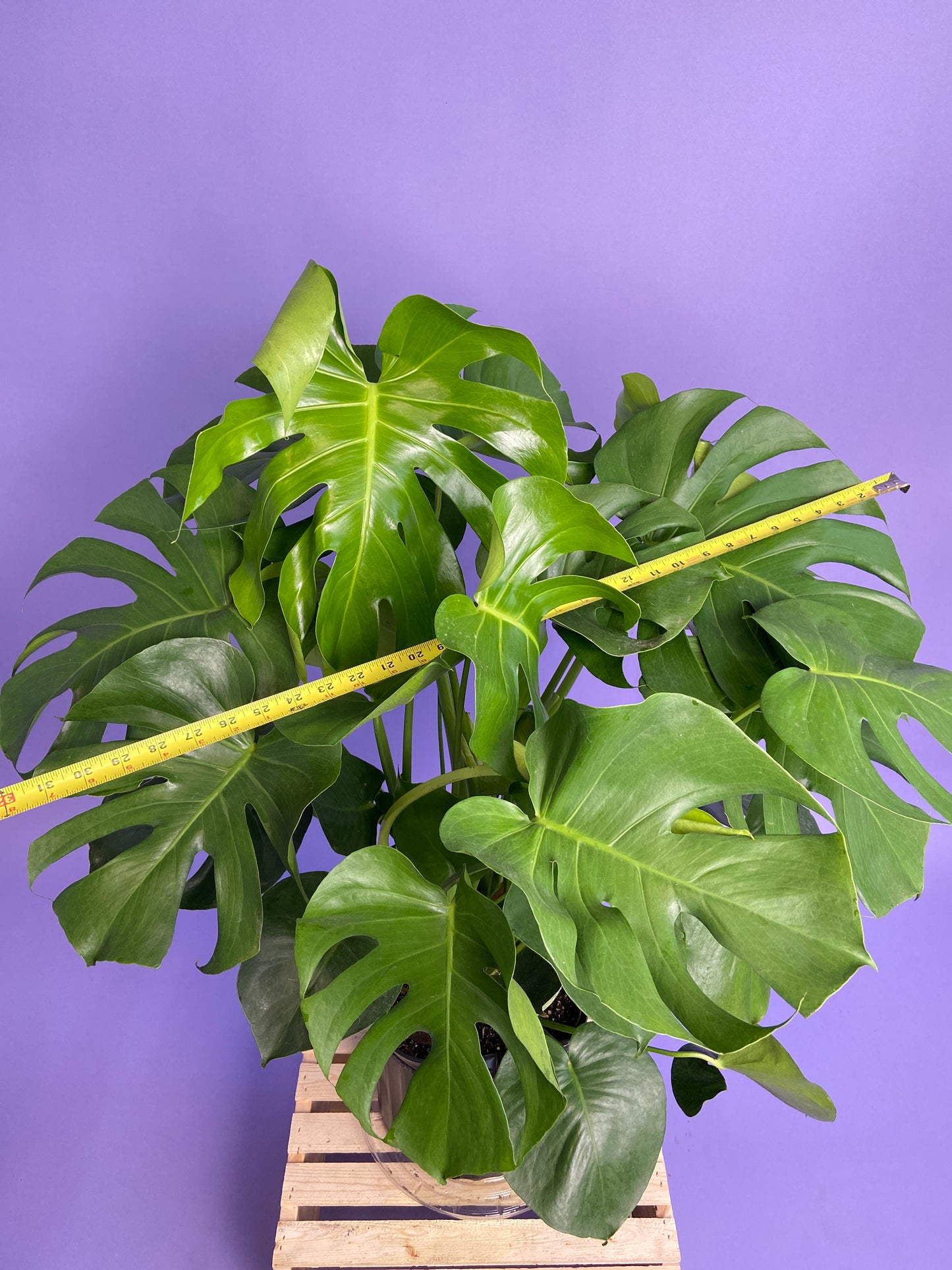 Monstera Deliciosa - 10"