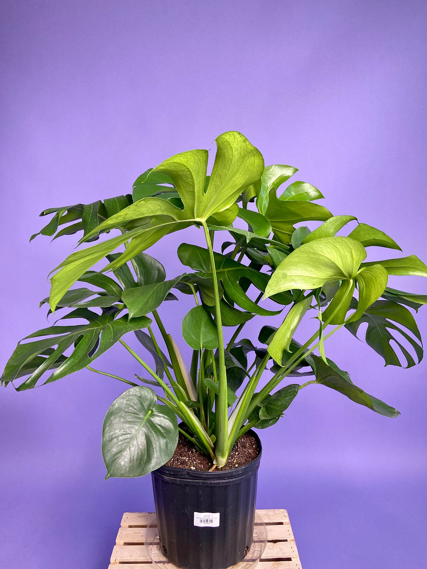 Monstera Deliciosa - 10"