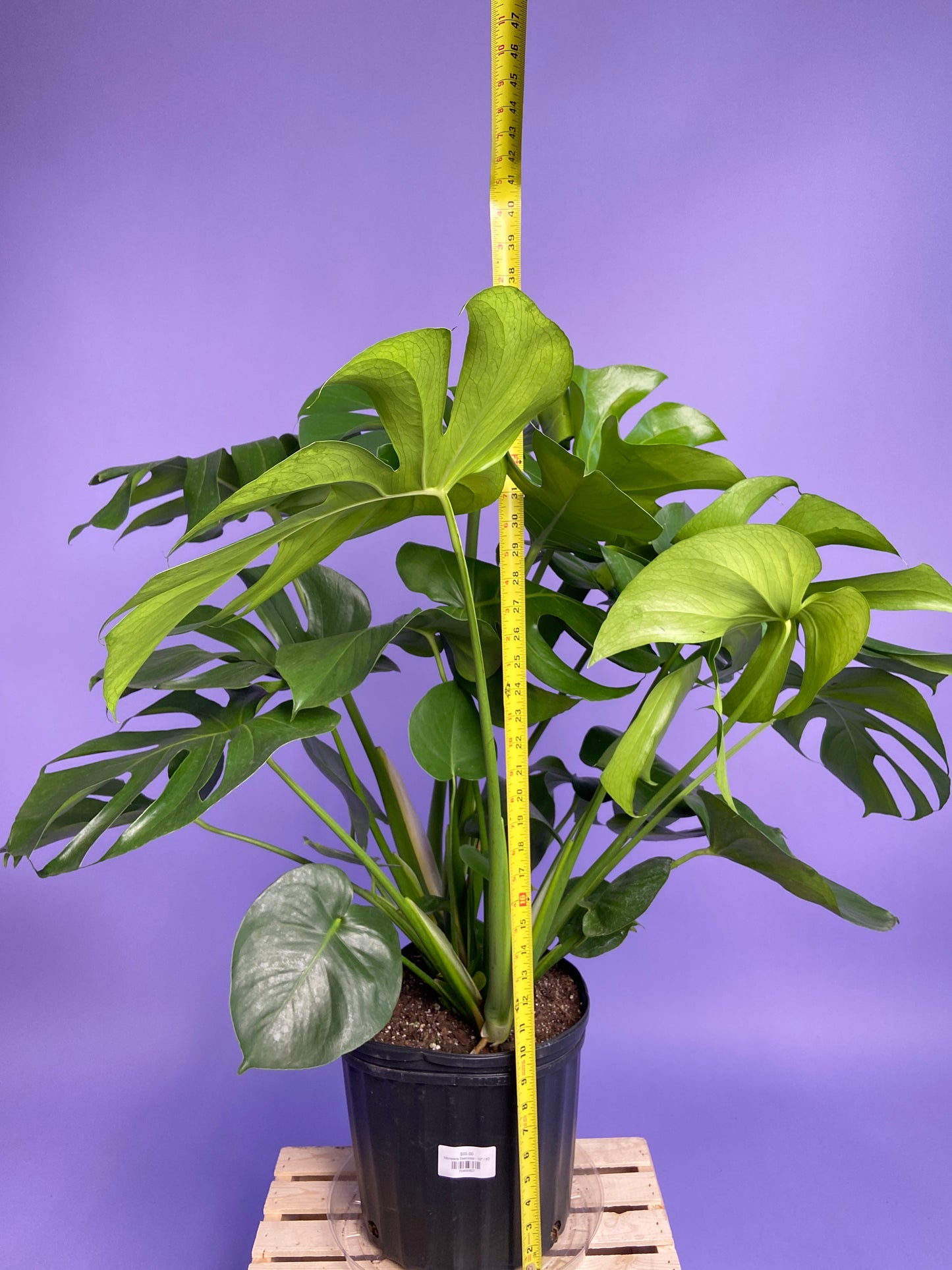 Monstera Deliciosa - 10"
