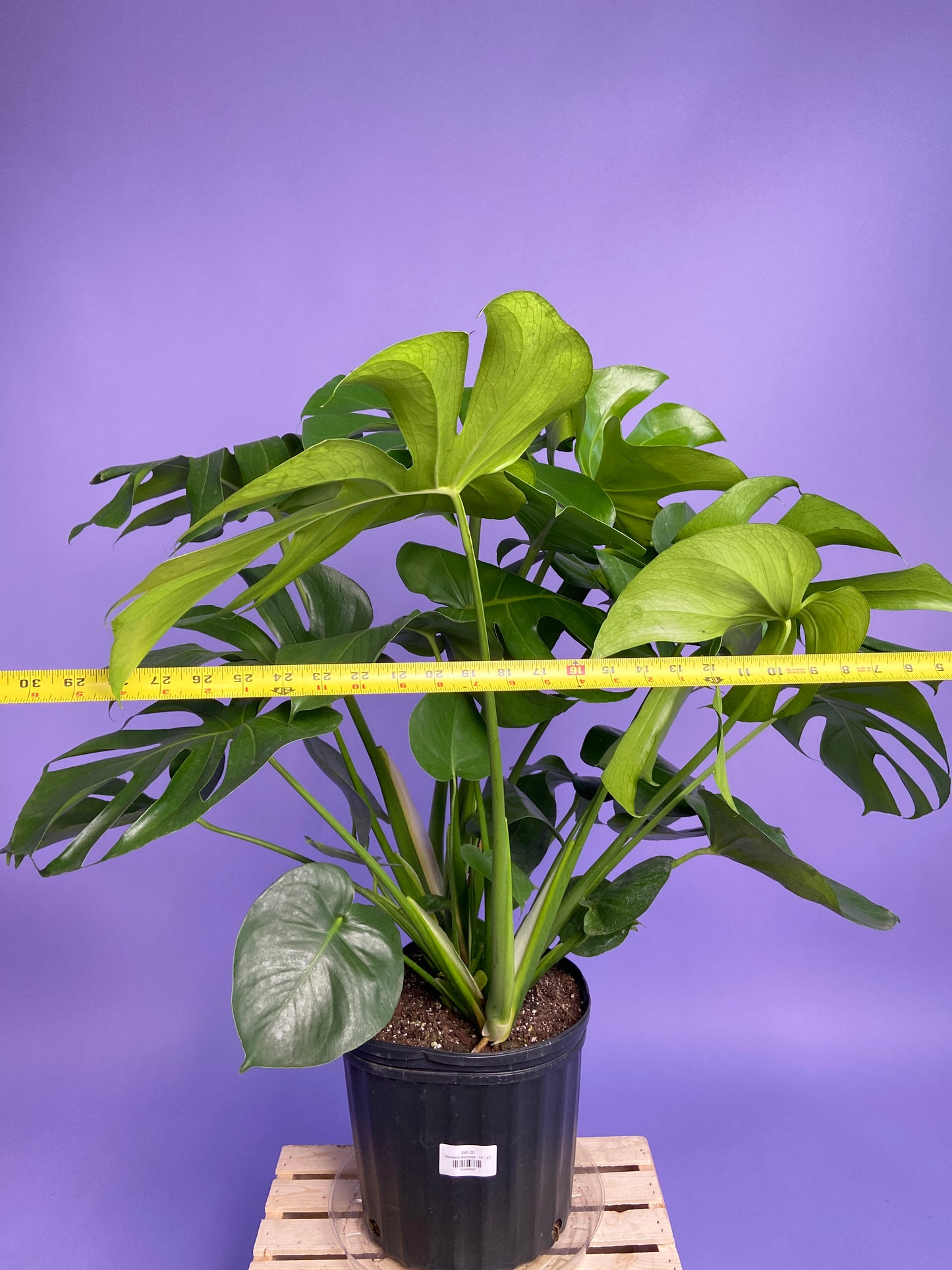 Monstera Deliciosa - 10"