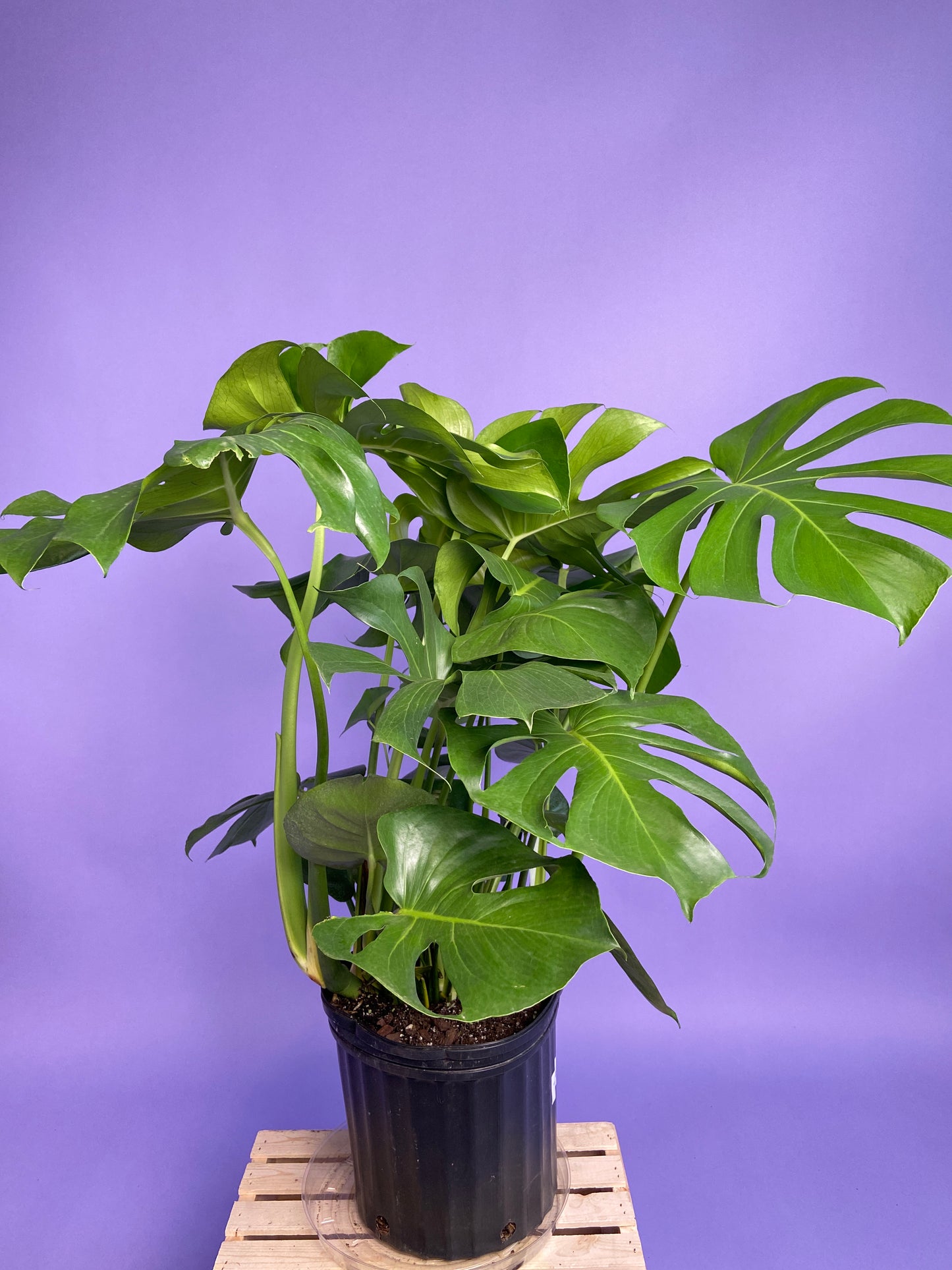 Monstera Deliciosa - 10"