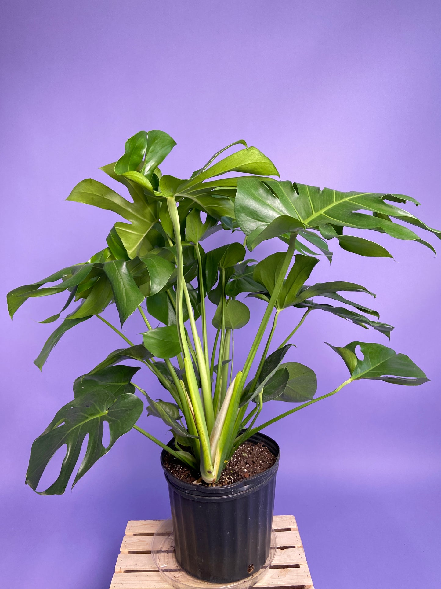 Monstera Deliciosa - 10"