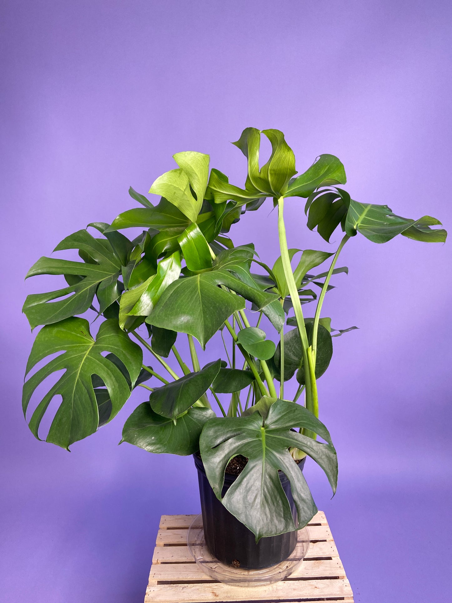 Monstera Deliciosa - 10"