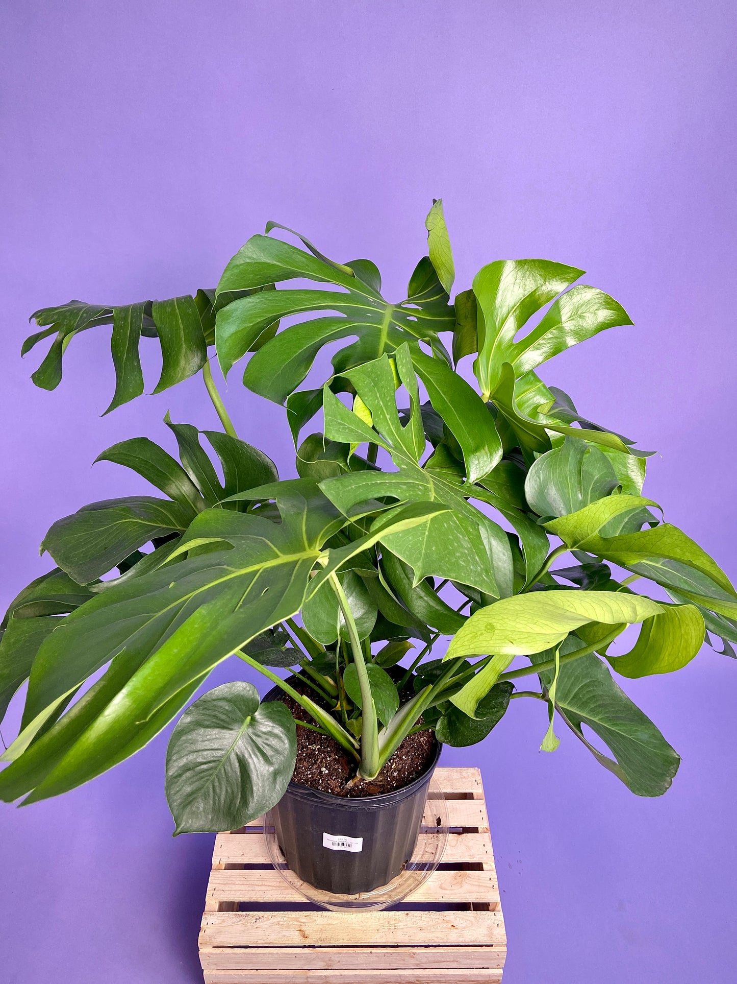 Monstera Deliciosa - 10"