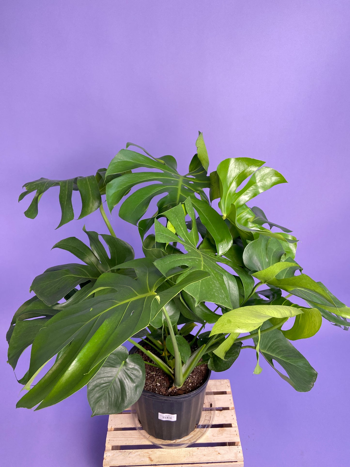 Monstera Deliciosa - 10"