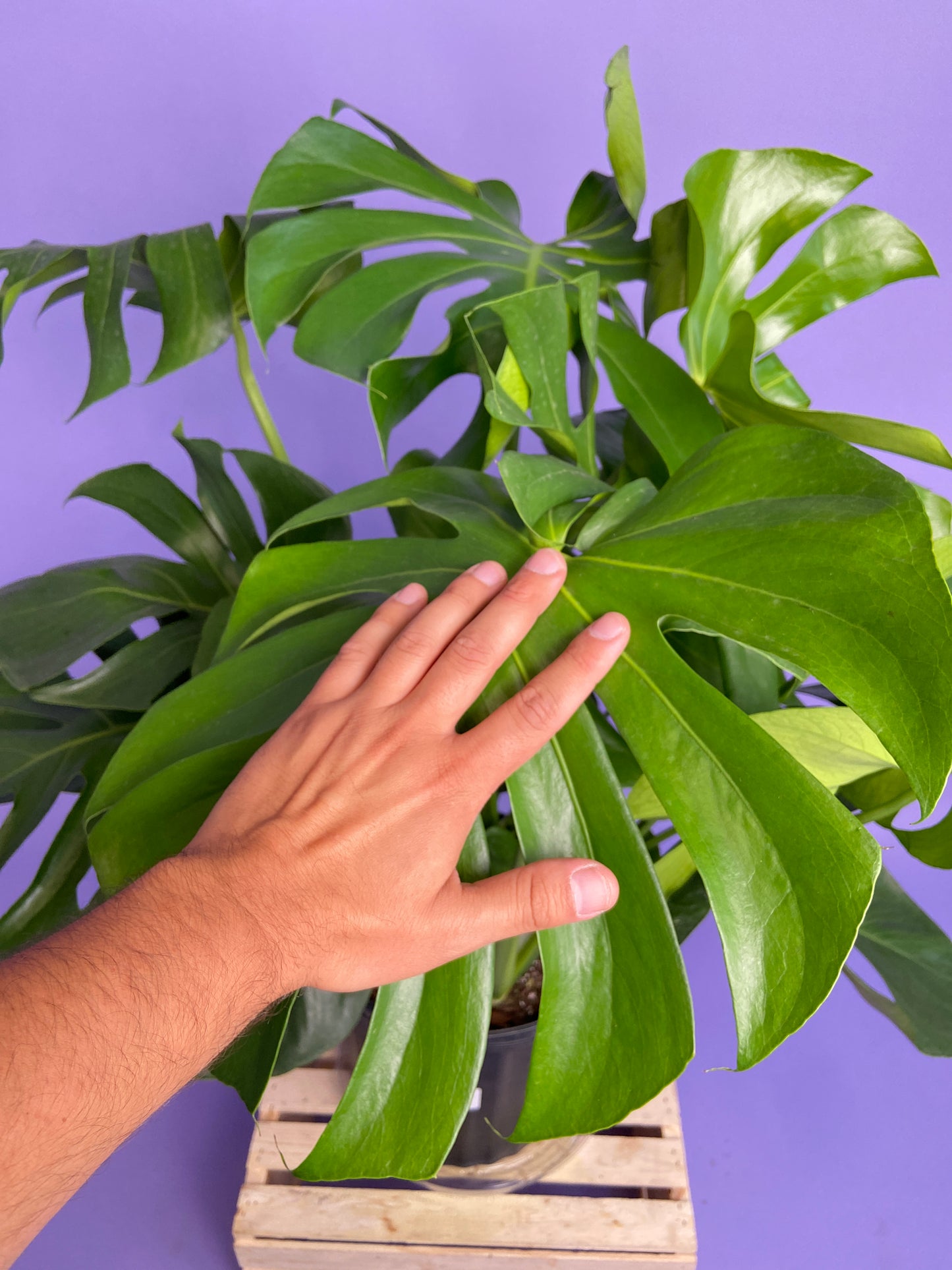 Monstera Deliciosa - 10"