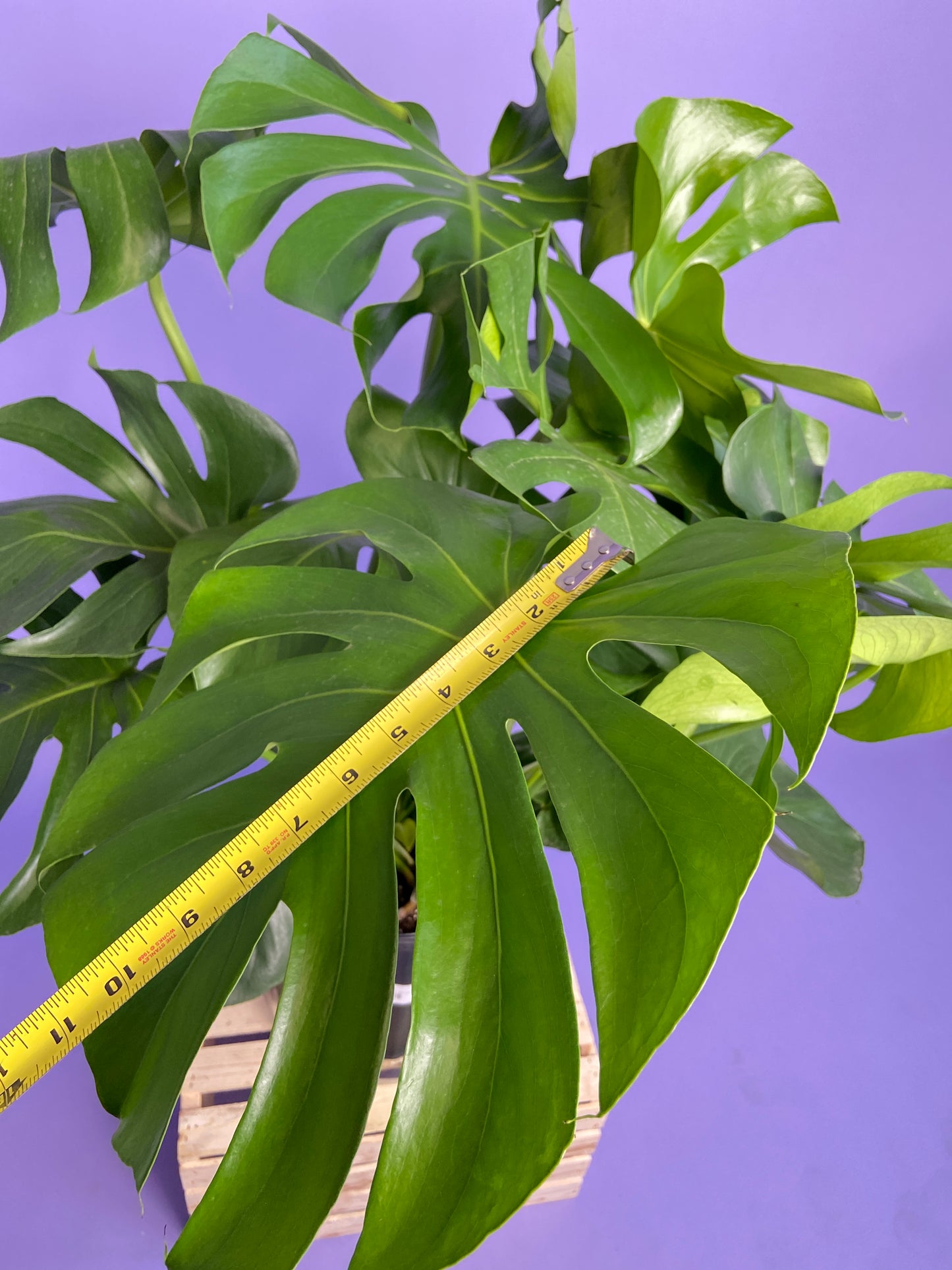 Monstera Deliciosa - 10"