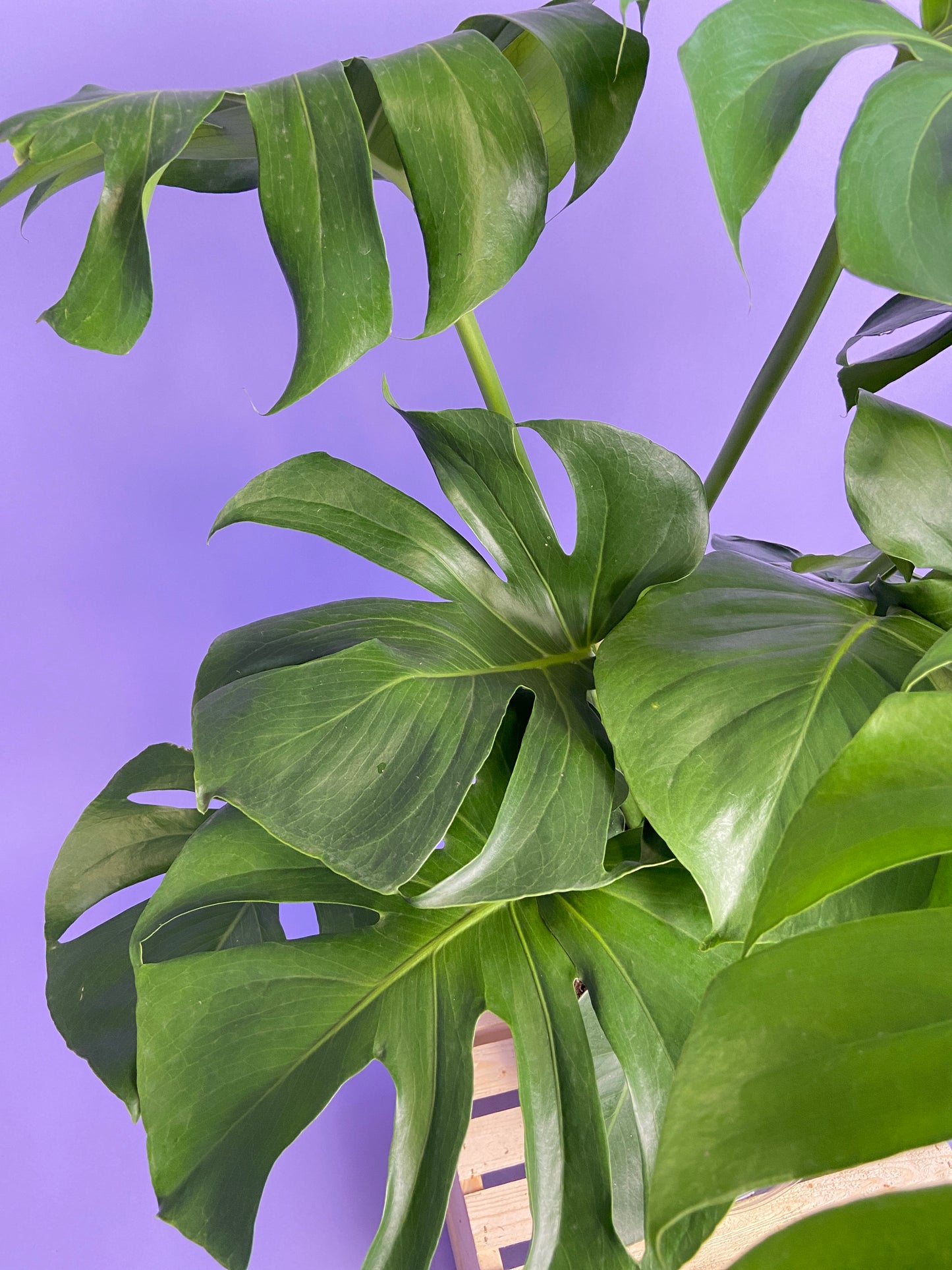 Monstera Deliciosa - 10"