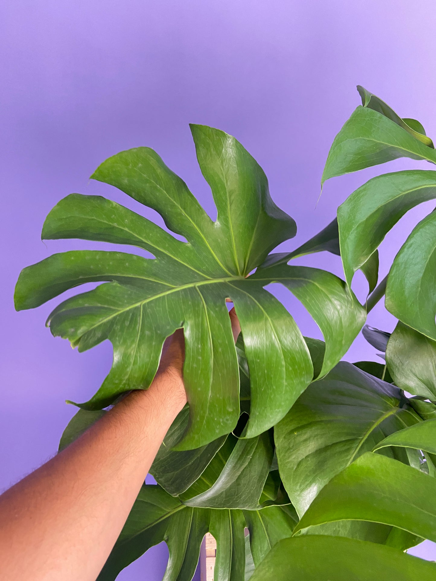 Monstera Deliciosa - 10"