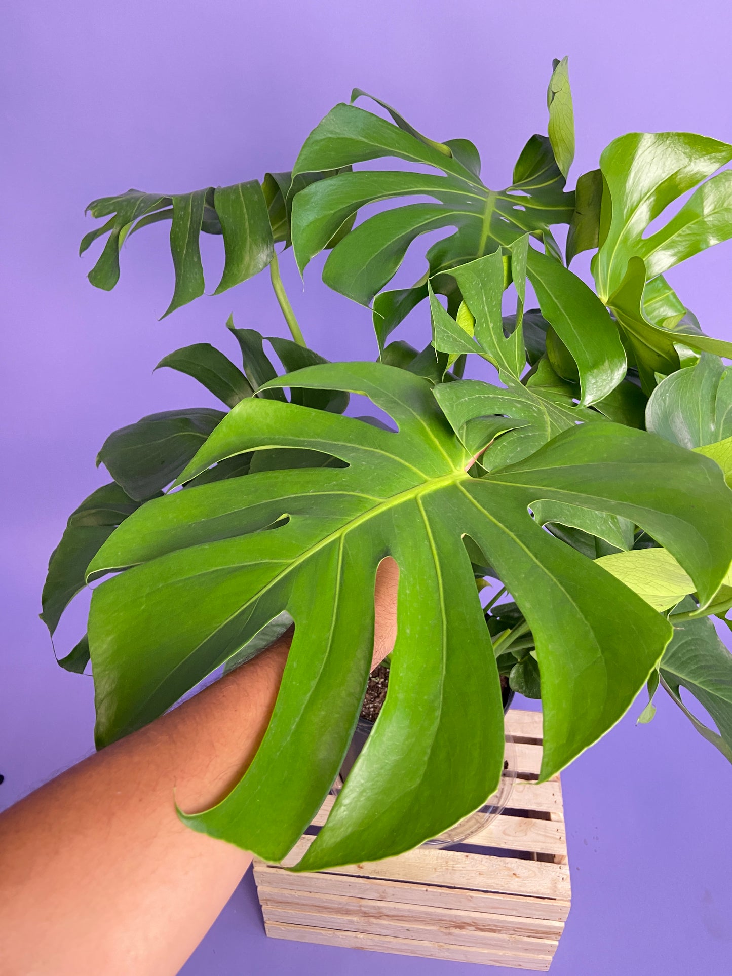 Monstera Deliciosa - 10"