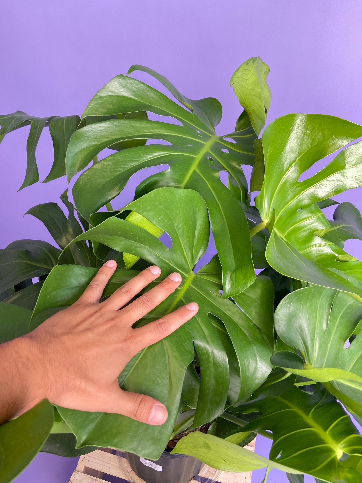 Monstera Deliciosa - 10"