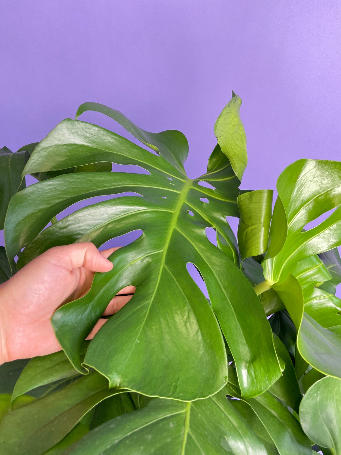 Monstera Deliciosa - 10"