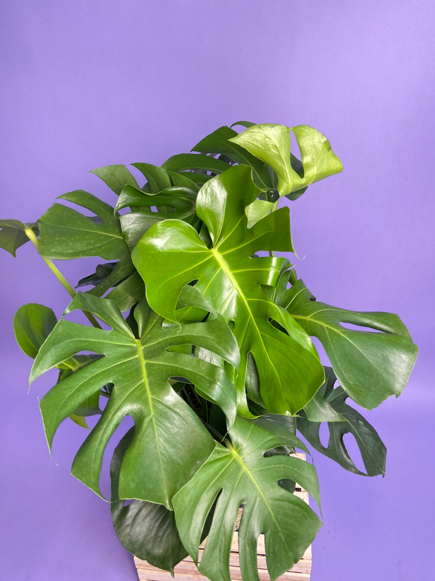 Monstera Deliciosa - 10"