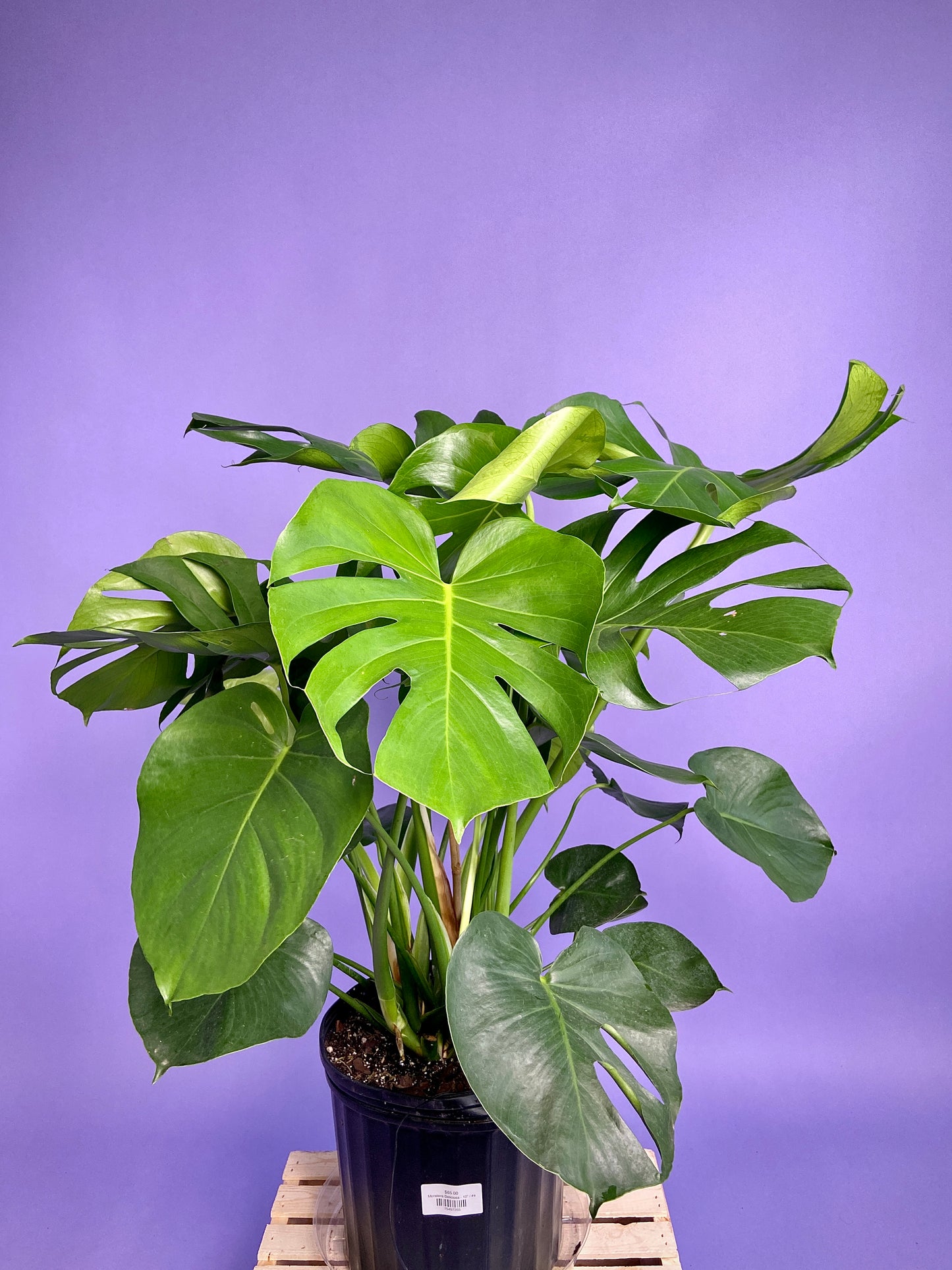 Monstera Deliciosa - 10"