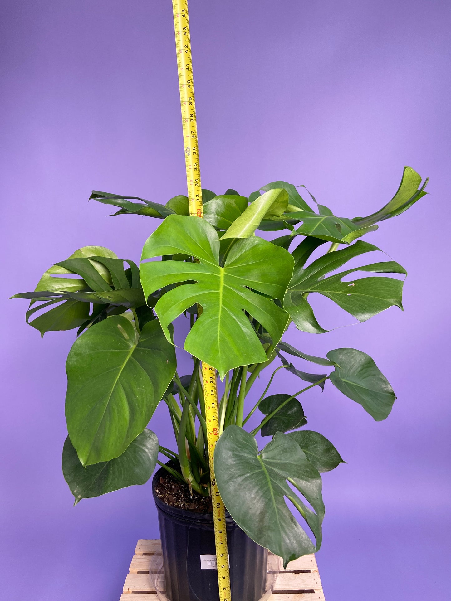 Monstera Deliciosa - 10"