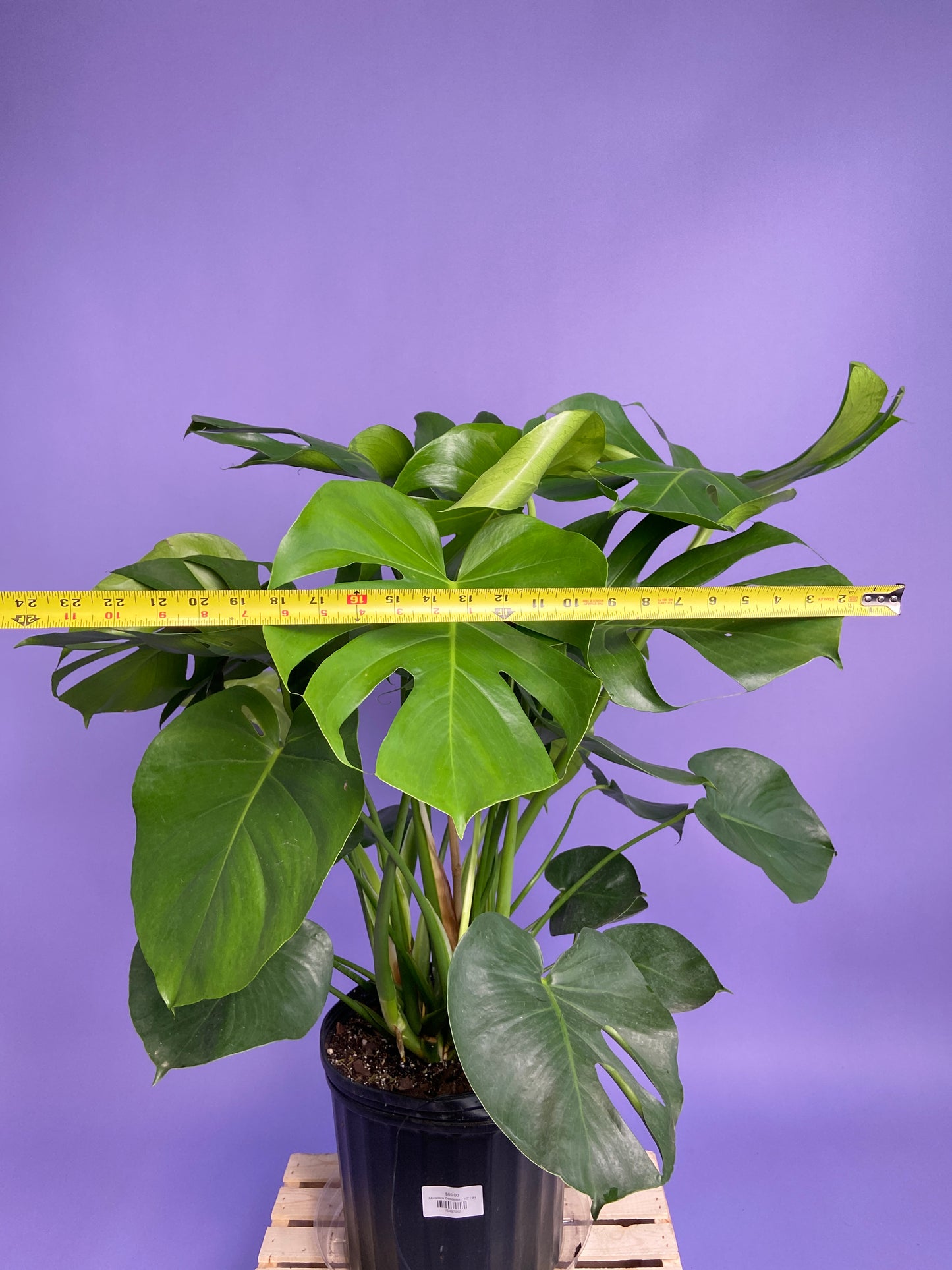 Monstera Deliciosa - 10"
