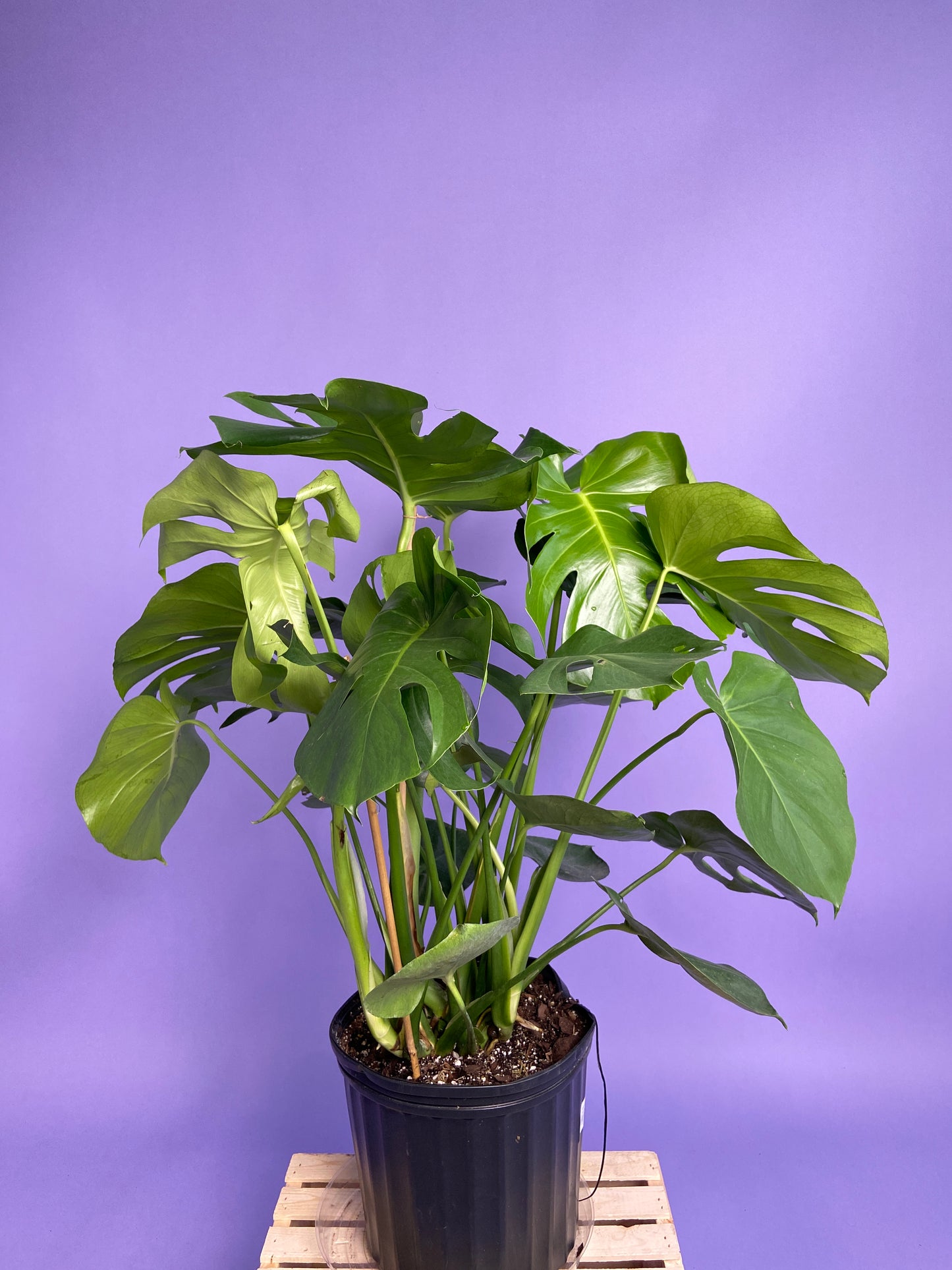 Monstera Deliciosa - 10"
