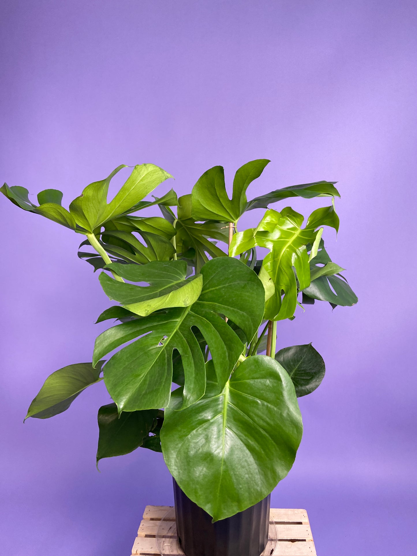 Monstera Deliciosa - 10"